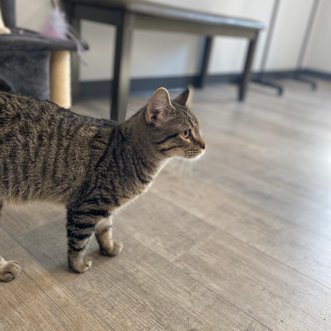 Enlarge Billy, an adopted Domestic Short Hair in Kankakee, IL image 3/4