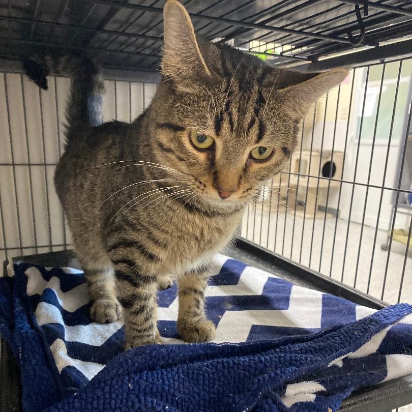 Enlarge Billy, an adopted Domestic Short Hair in Kankakee, IL image 4/4