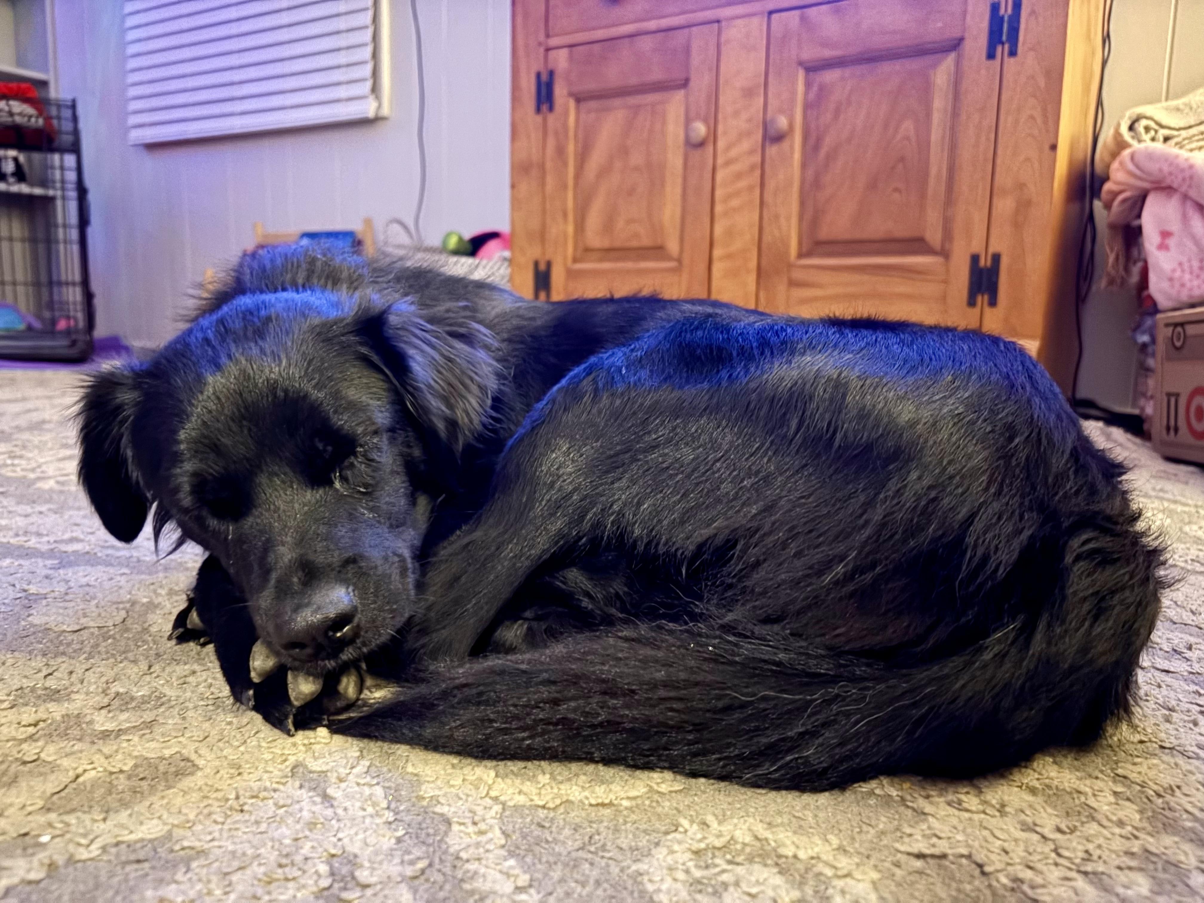 Enlarge Lilia, an adopted mixed breed in Hoffman Estates, IL image 2/2
