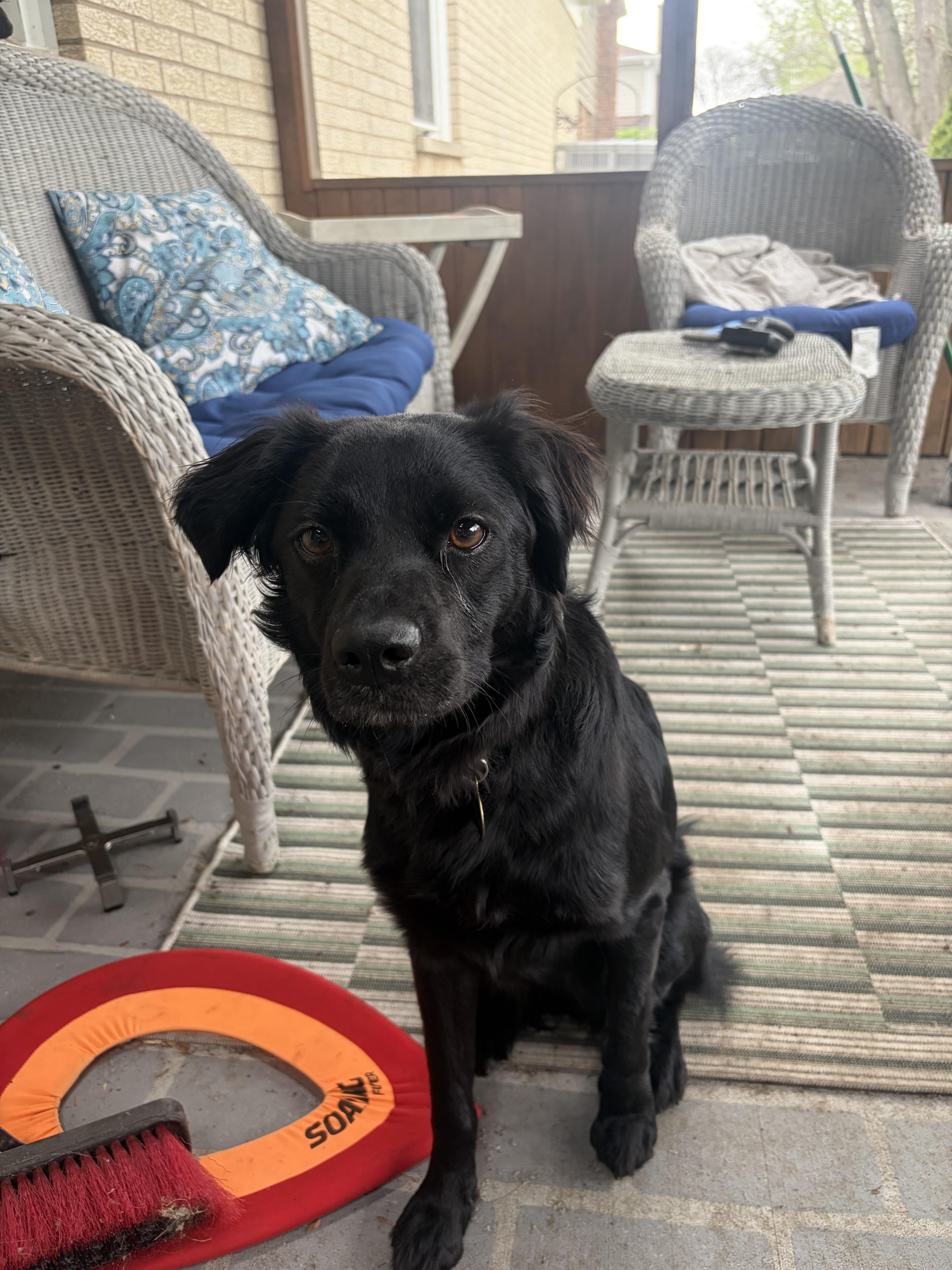 Lilia, adopted, Young Female Flat-Coated Retriever & Spaniel.