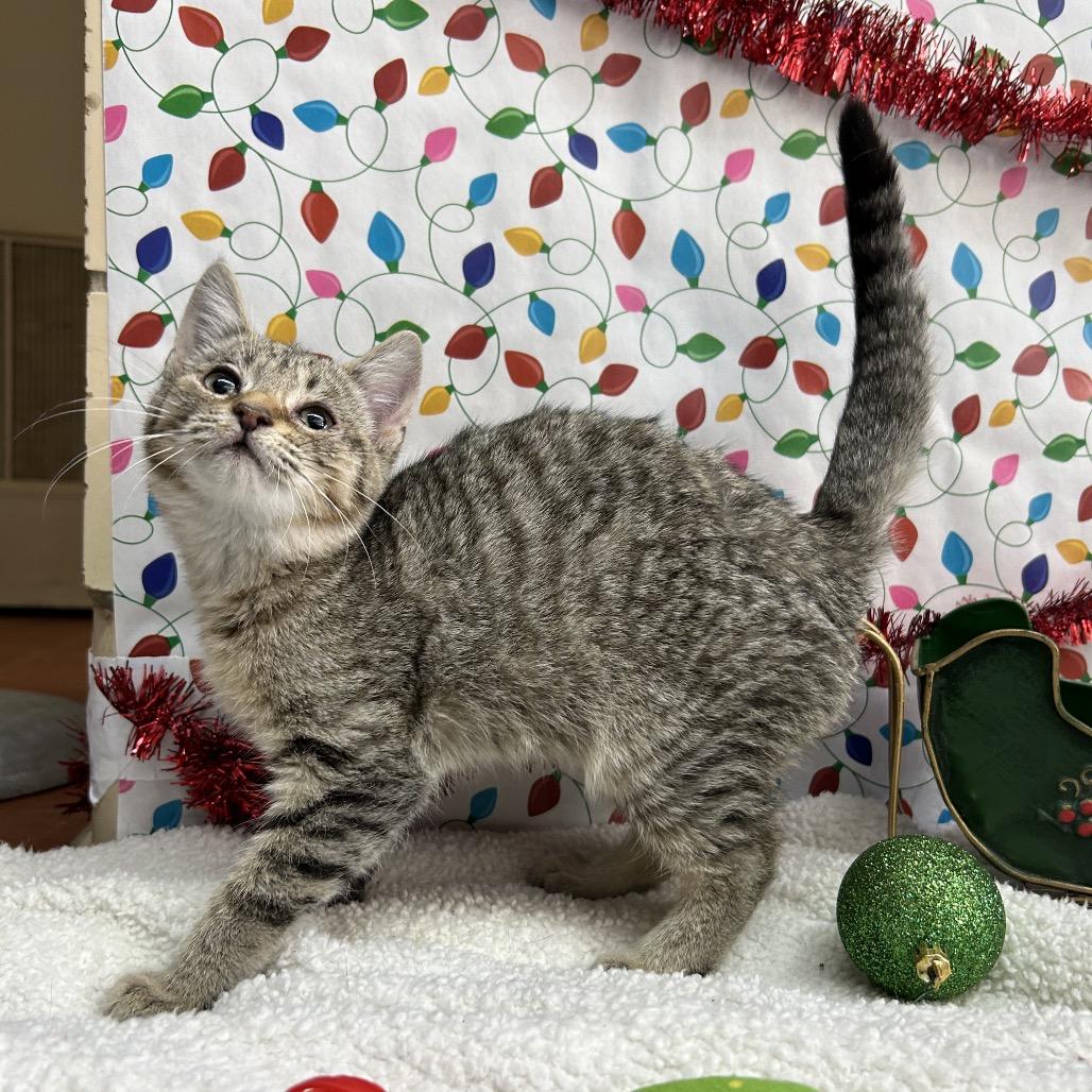 Enlarge Kitty, a Adoptable Domestic Short Hair in West Point, MS image 1/3