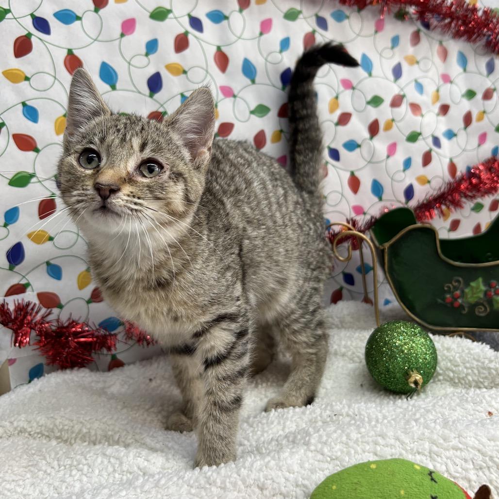 Enlarge Kitty, a Adoptable Domestic Short Hair in West Point, MS image 3/3