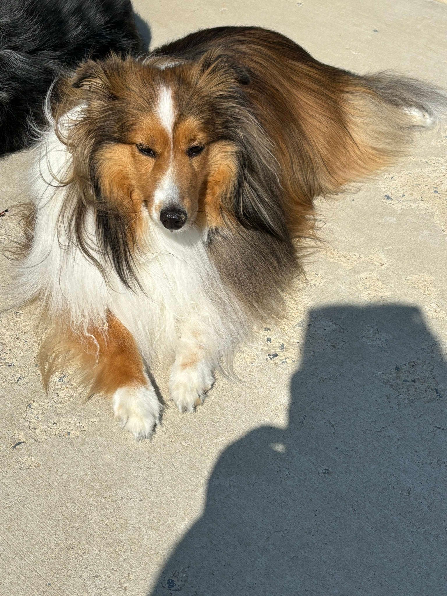 Enlarge Gabby, a Adoptable Shetland Sheepdog / Sheltie in New Castle, PA image 2/4