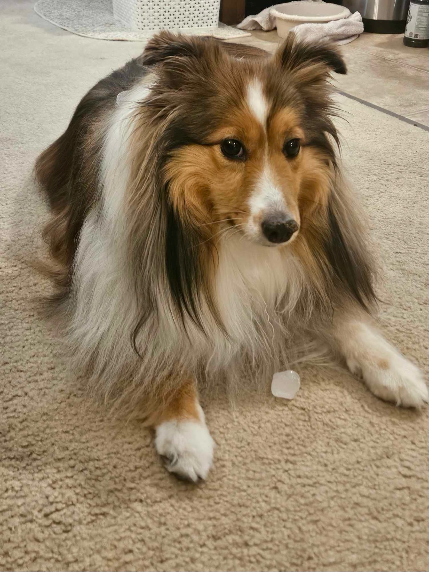 Enlarge Gabby, a Adoptable Shetland Sheepdog / Sheltie in New Castle, PA image 3/4