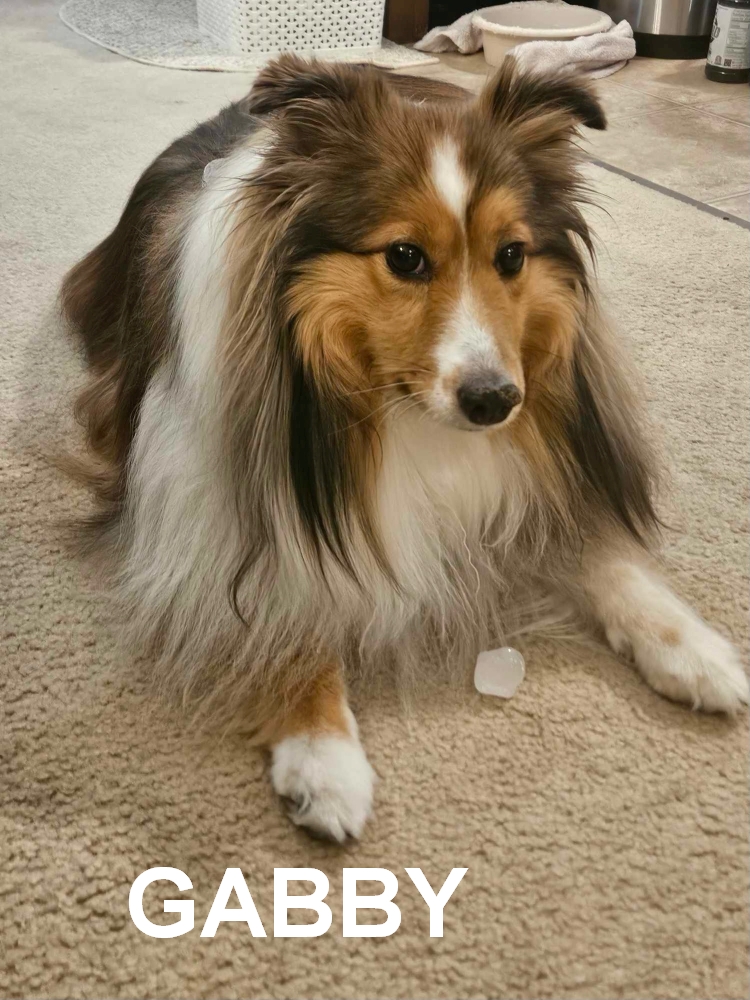 Enlarge Gabby, a Adoptable Shetland Sheepdog / Sheltie in New Castle, PA image 1/4