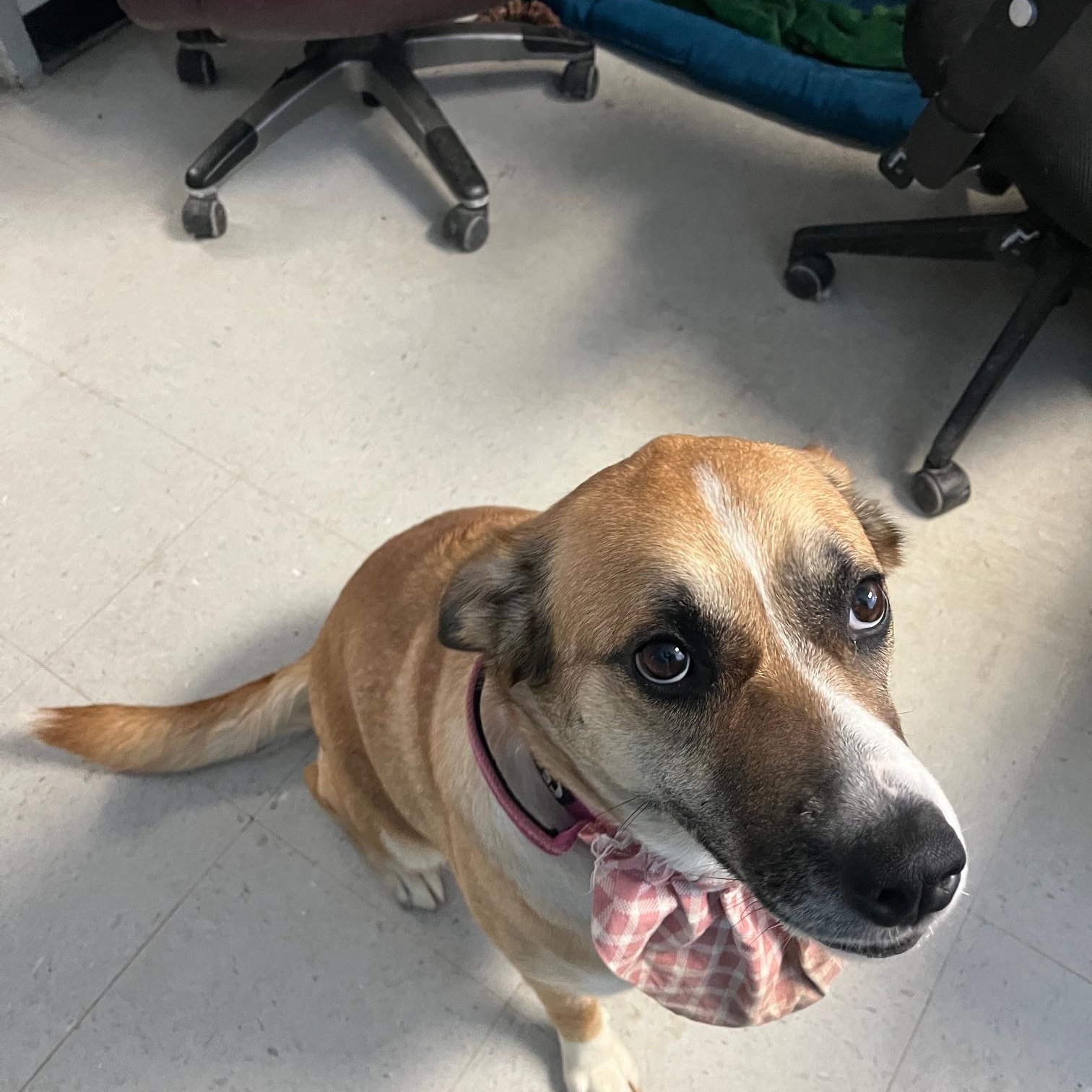 Sage, ADOPTABLE, Adult Female Shepherd & Collie.