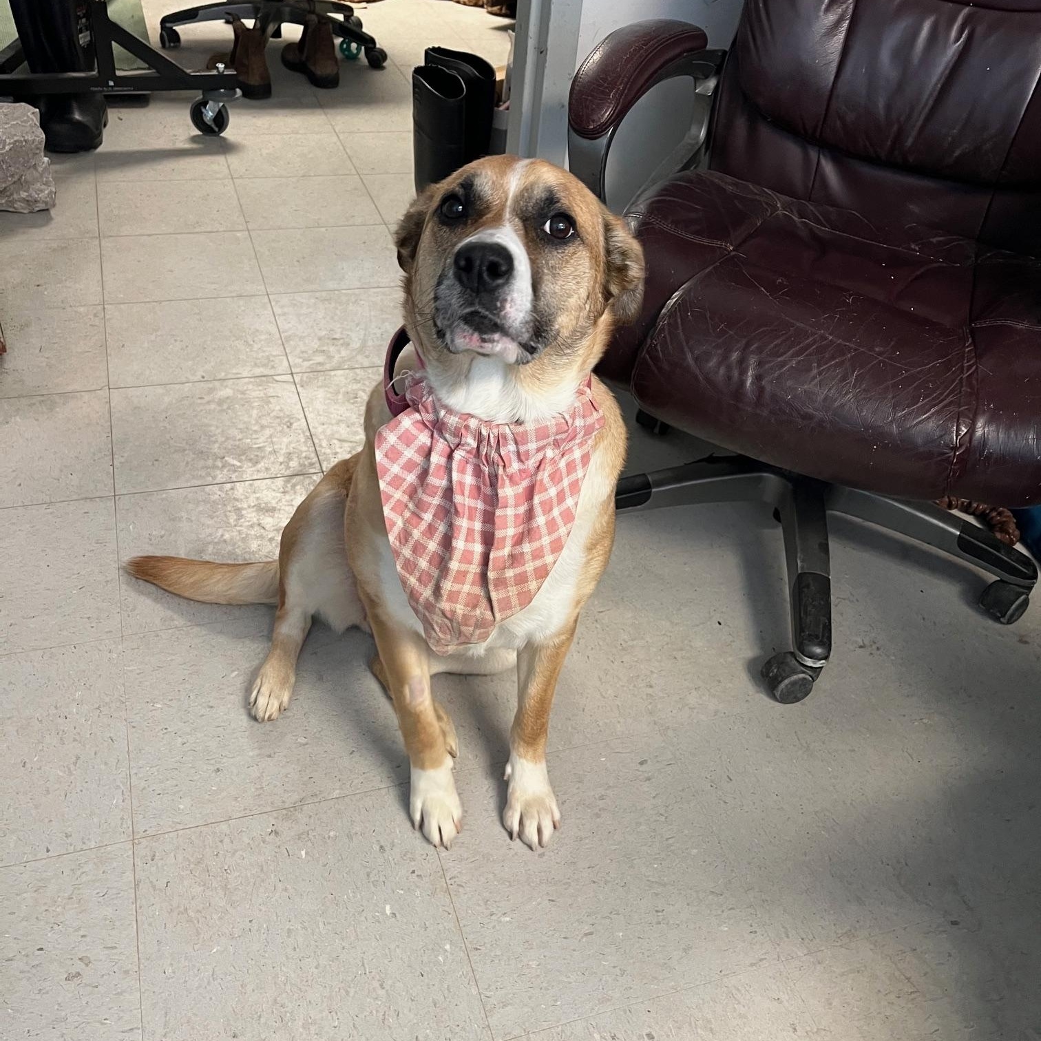 Enlarge Sage, a ADOPTABLE mixed breed in St Thomas, ON image 5/5