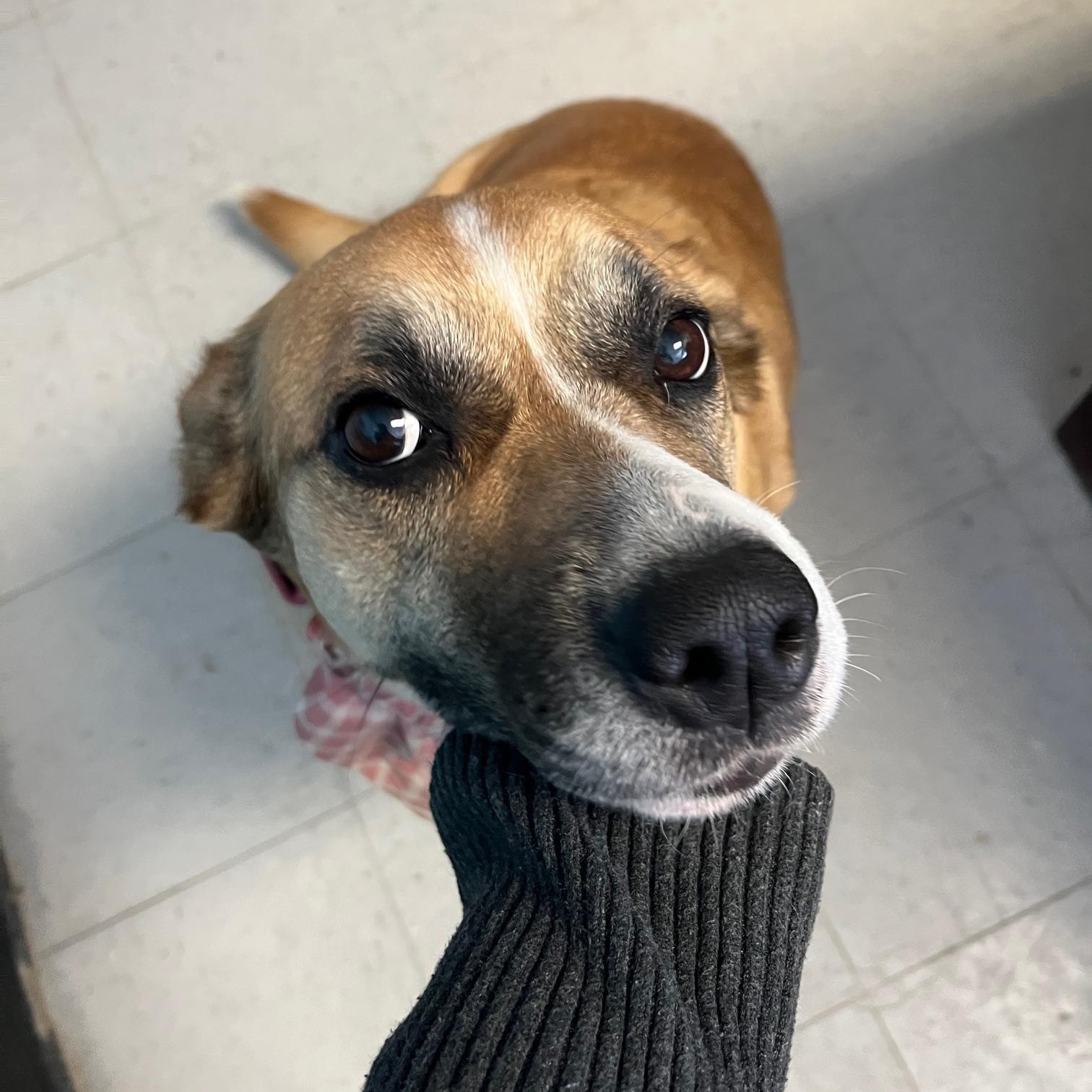 Enlarge Sage, a ADOPTABLE mixed breed in St Thomas, ON image 2/5