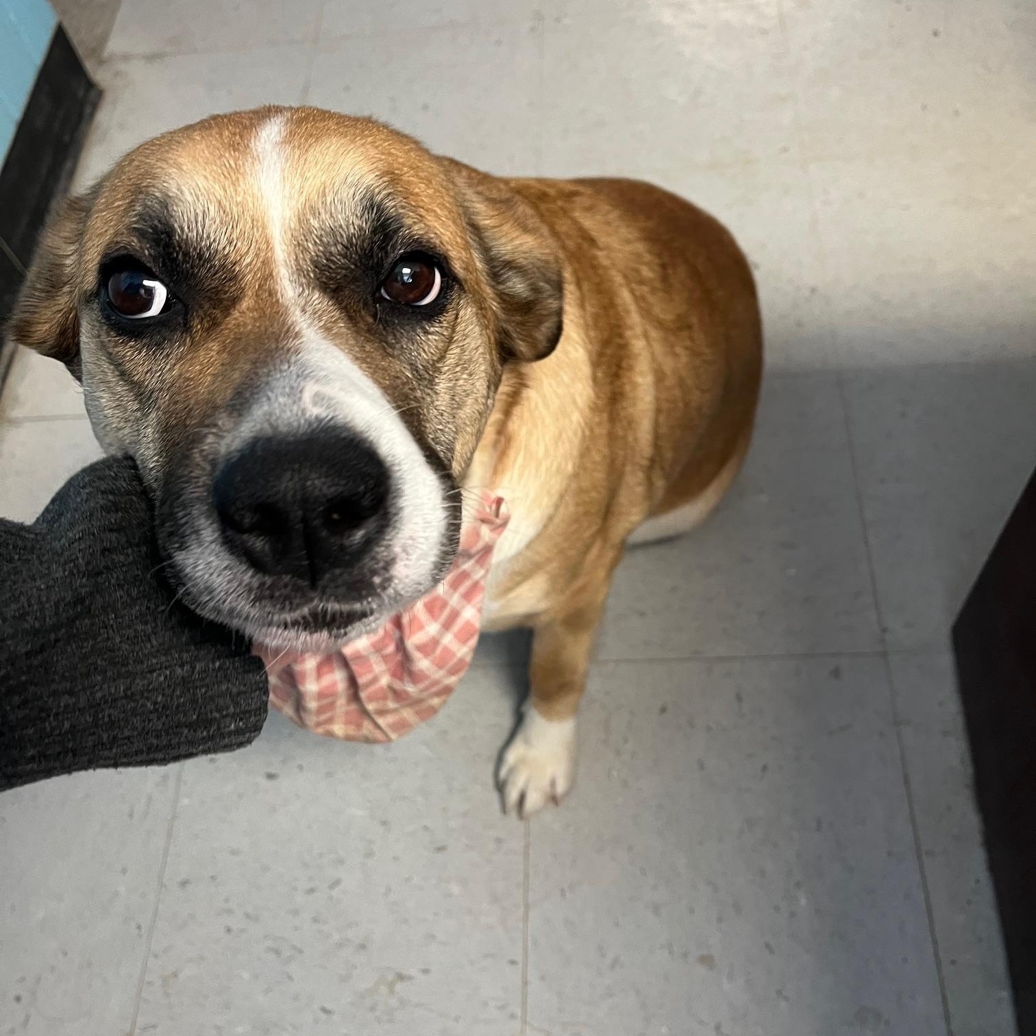 Enlarge Sage, a ADOPTABLE mixed breed in St Thomas, ON image 3/5