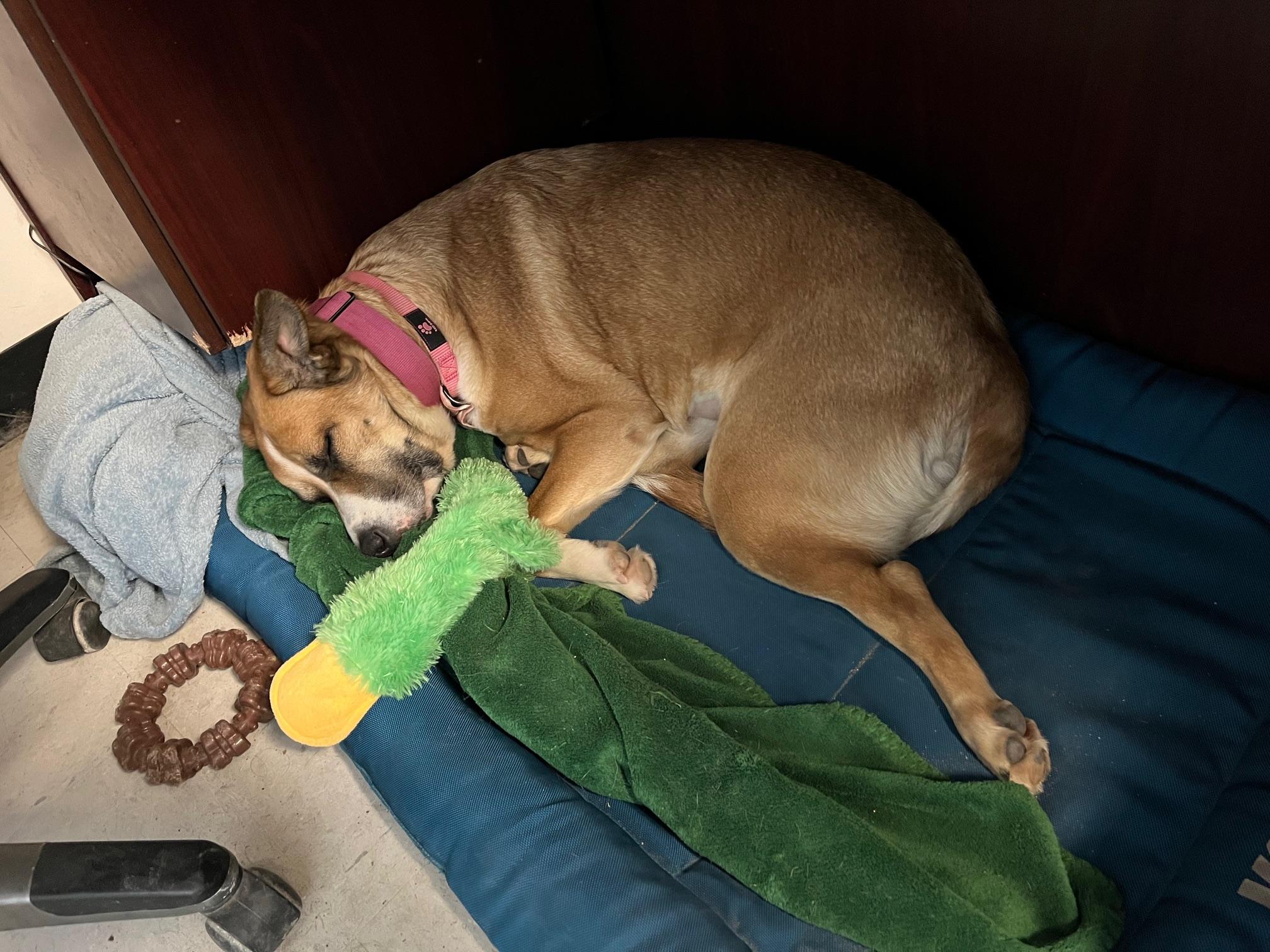 Enlarge Sage, a ADOPTABLE mixed breed in St Thomas, ON image 4/5