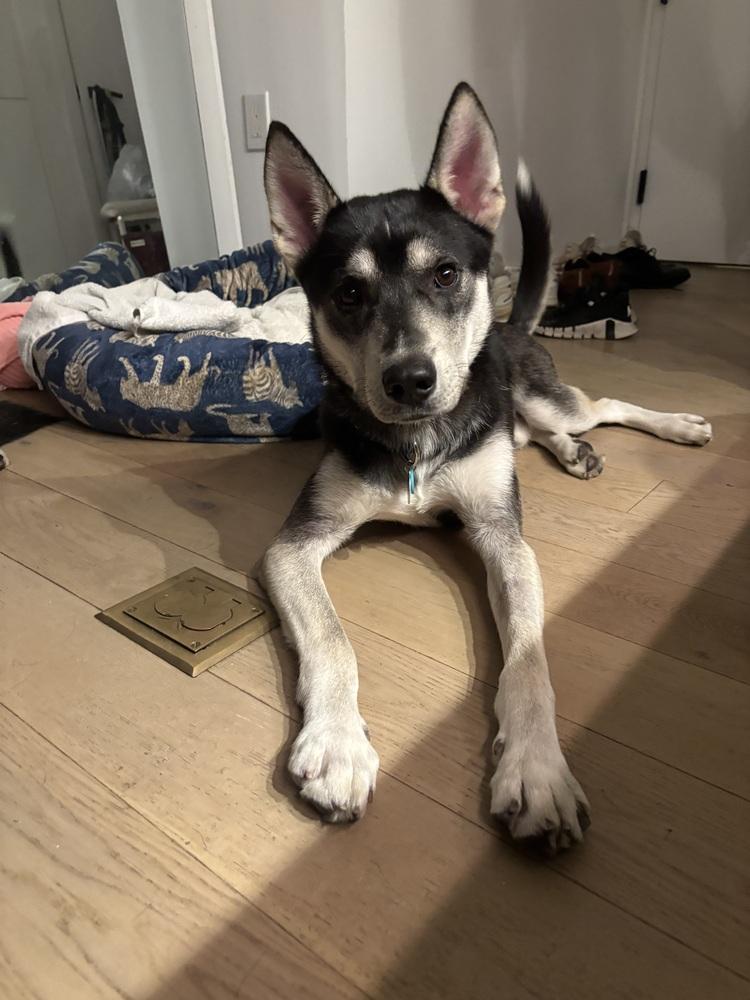 Enlarge Roo, a Adoptable Husky in New York, NY image 1/1