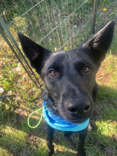 Enlarge Aurelius Maximus - Courtesy Listing see info , a ADOPTABLE mixed breed in Polson, MT image 3/6