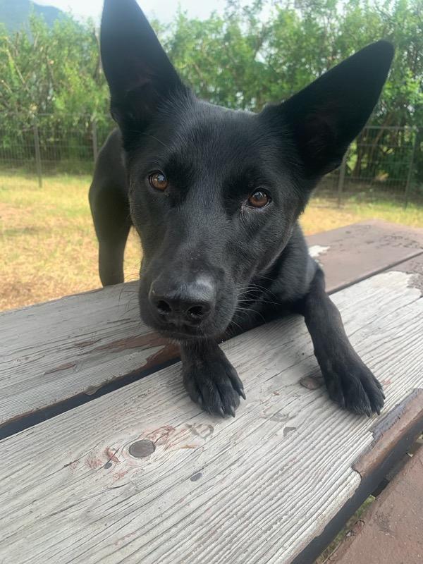 Enlarge Aurelius Maximus - Courtesy Listing see info , a ADOPTABLE mixed breed in Polson, MT image 2/6