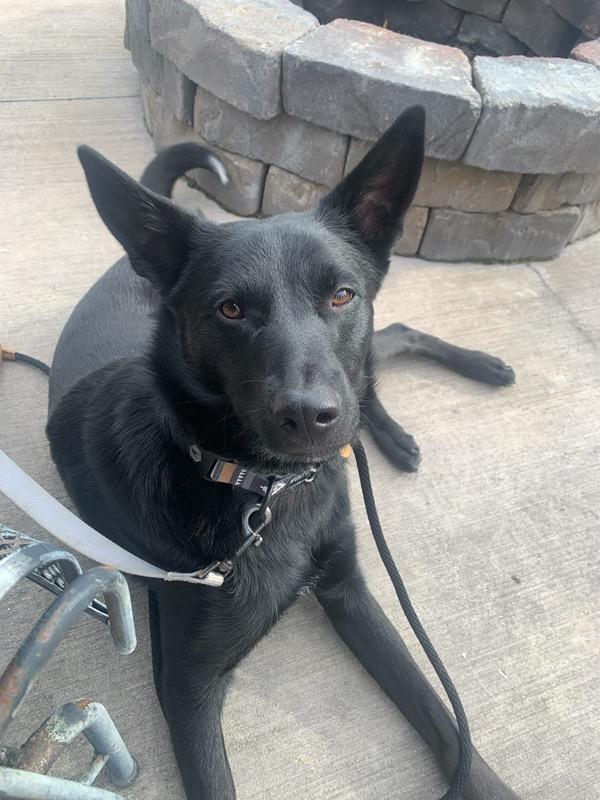 Enlarge Aurelius Maximus - Courtesy Listing see info , a ADOPTABLE mixed breed in Polson, MT image 5/6