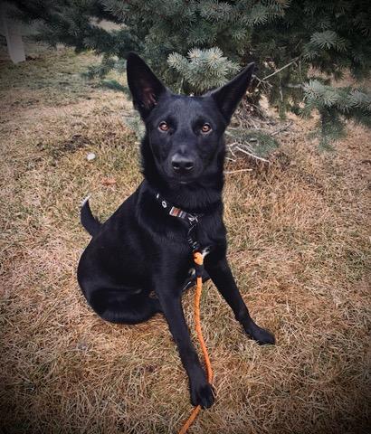 Enlarge Aurelius Maximus - Courtesy Listing see info , a ADOPTABLE mixed breed in Polson, MT image 1/6