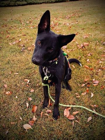 Enlarge Aurelius Maximus - Courtesy Listing see info , a ADOPTABLE mixed breed in Polson, MT image 4/6