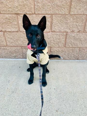 Enlarge Aurelius Maximus - Courtesy Listing see info , a ADOPTABLE mixed breed in Polson, MT image 6/6