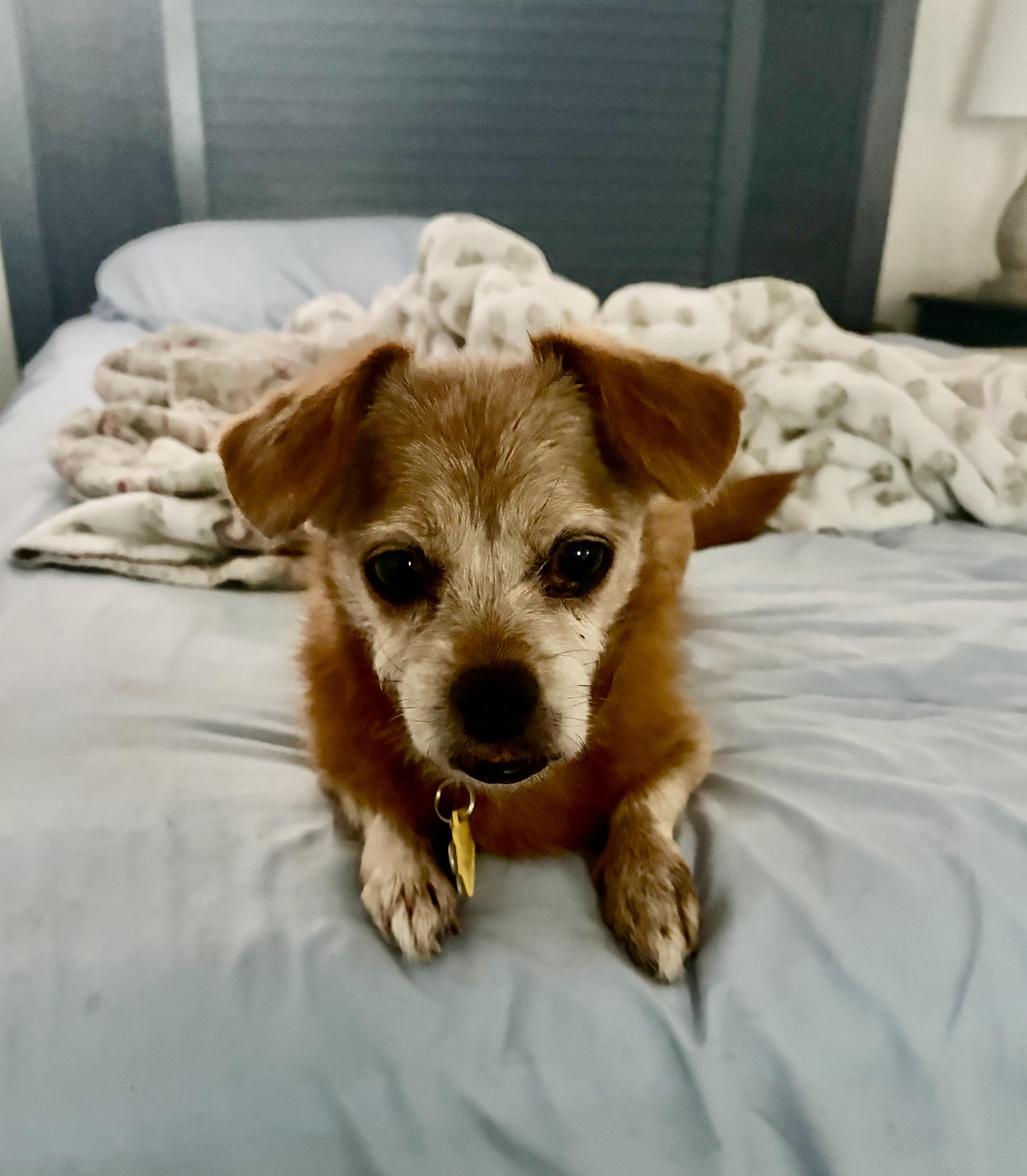 Winnie, adopted, Senior Female Chiweenie.