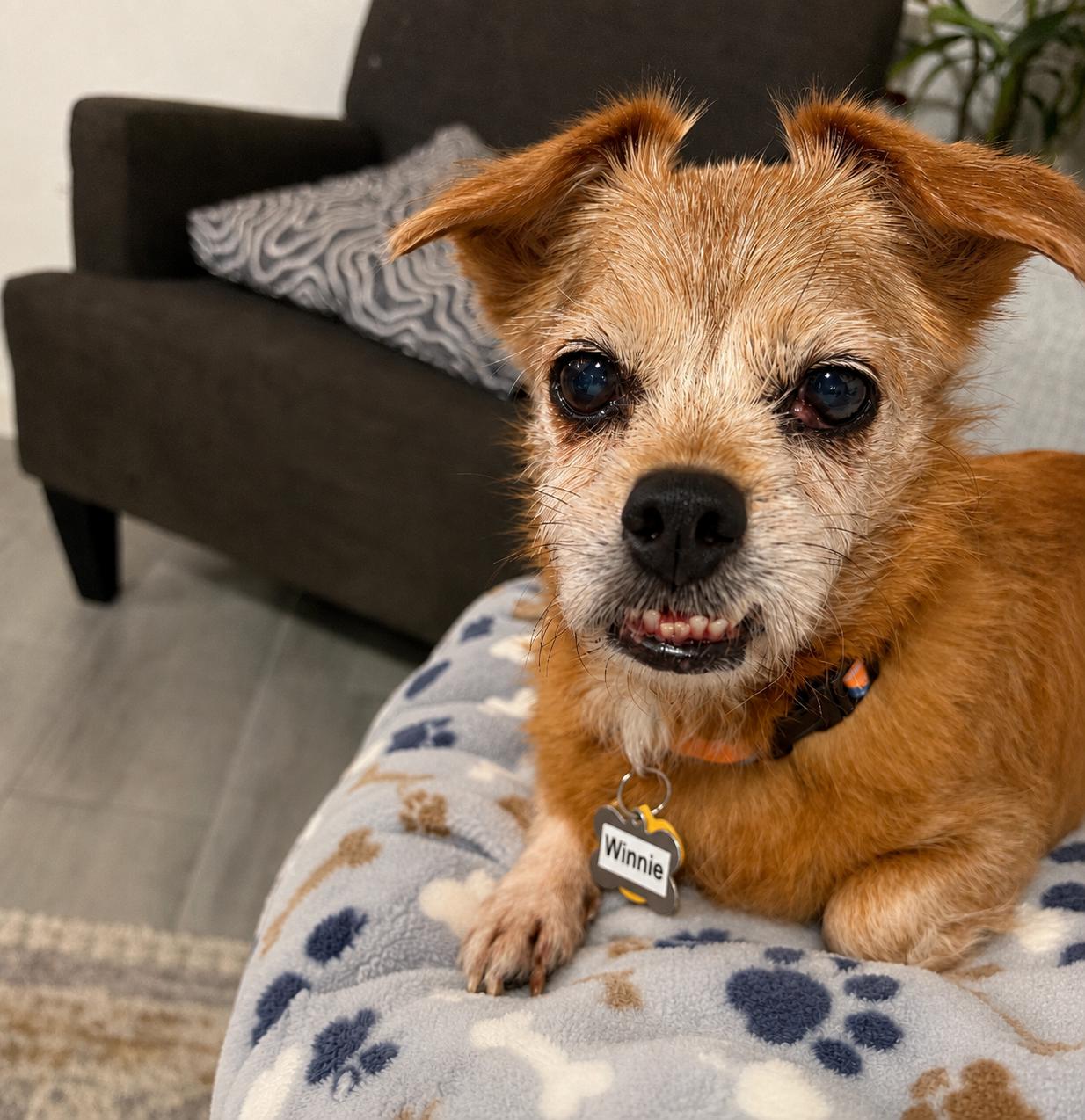 Enlarge Winnie, an adopted Chiweenie in Venice, FL image 2/3