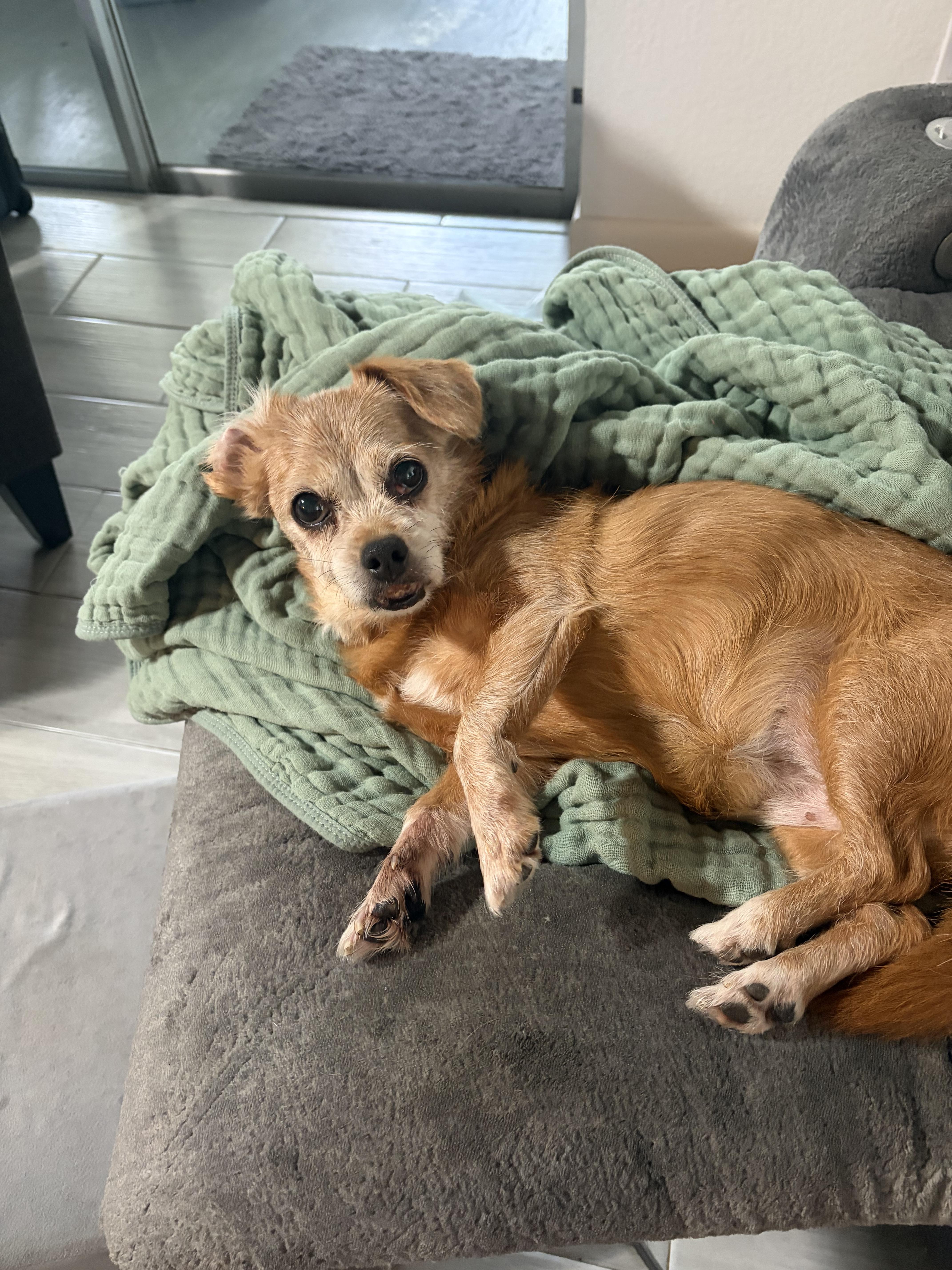 Enlarge Winnie, an adopted Chiweenie in Venice, FL image 3/3
