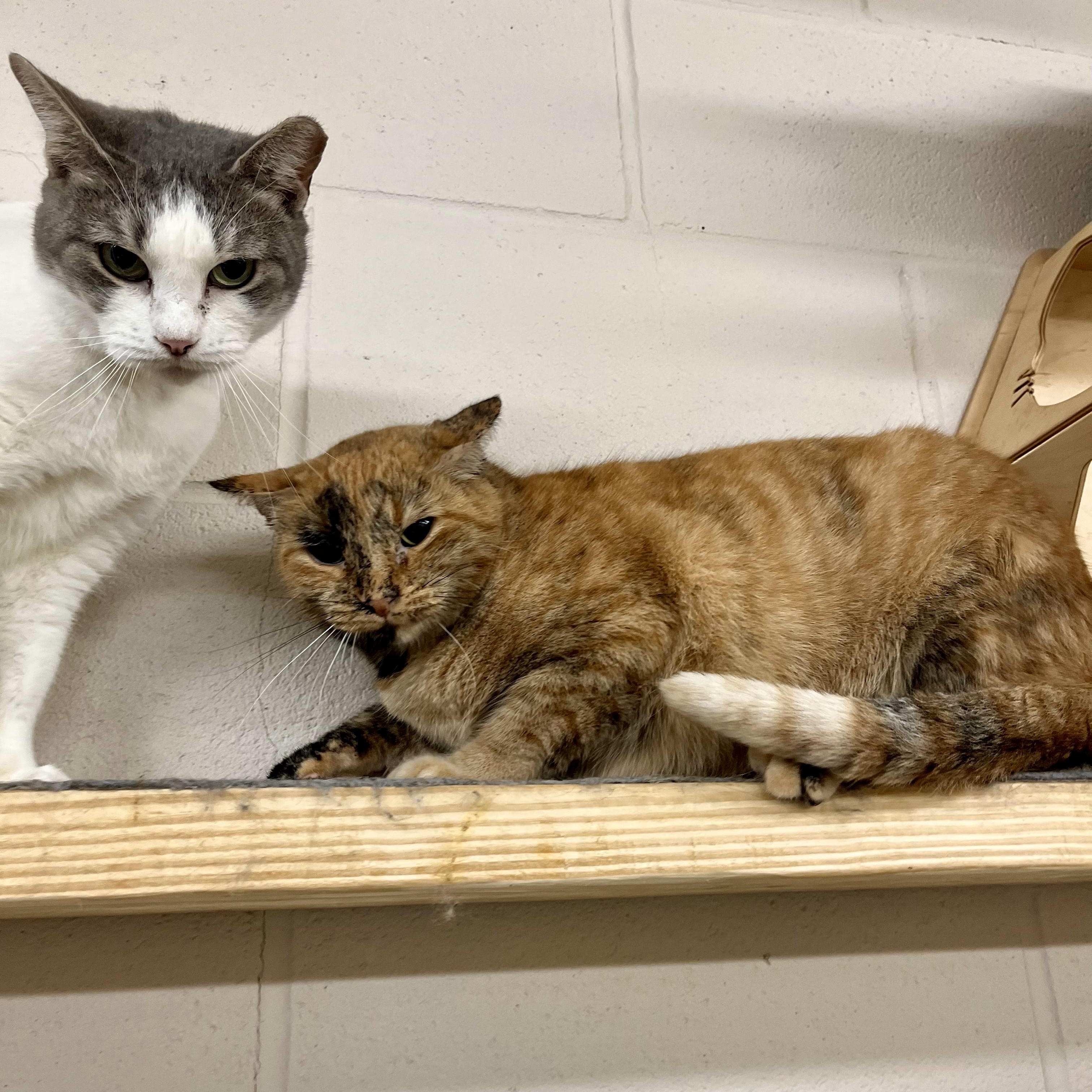 Cleopatra thumbnail 5