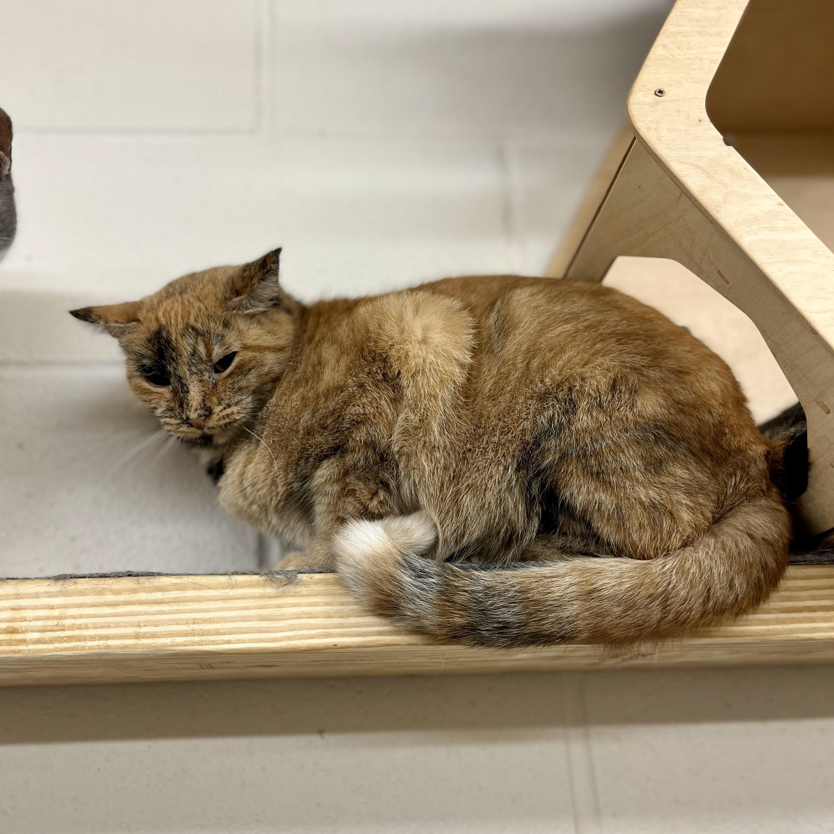 Cleopatra — thumbnail 2