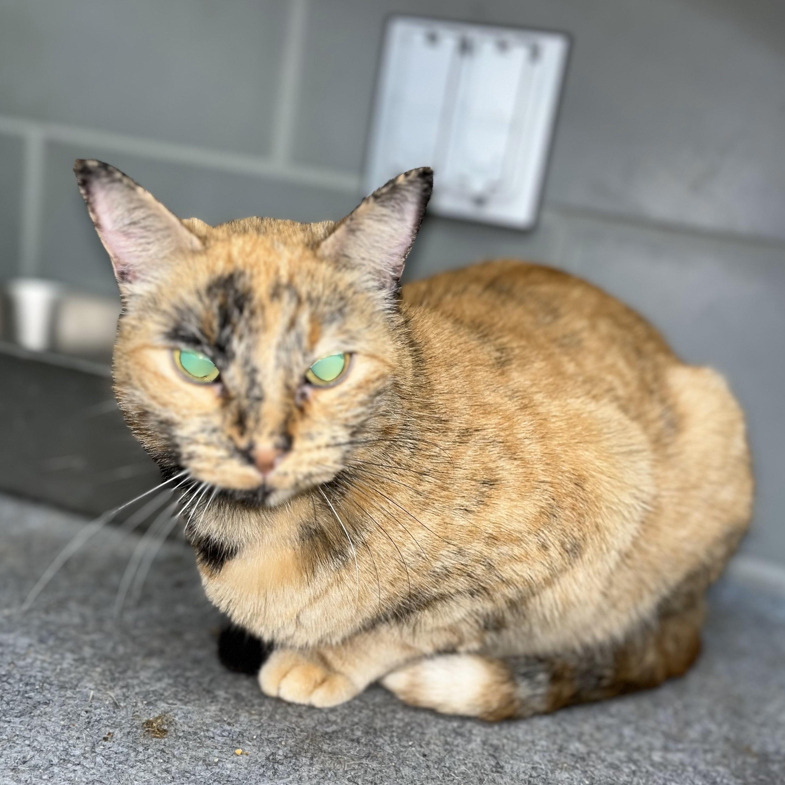 Cleopatra — thumbnail 3