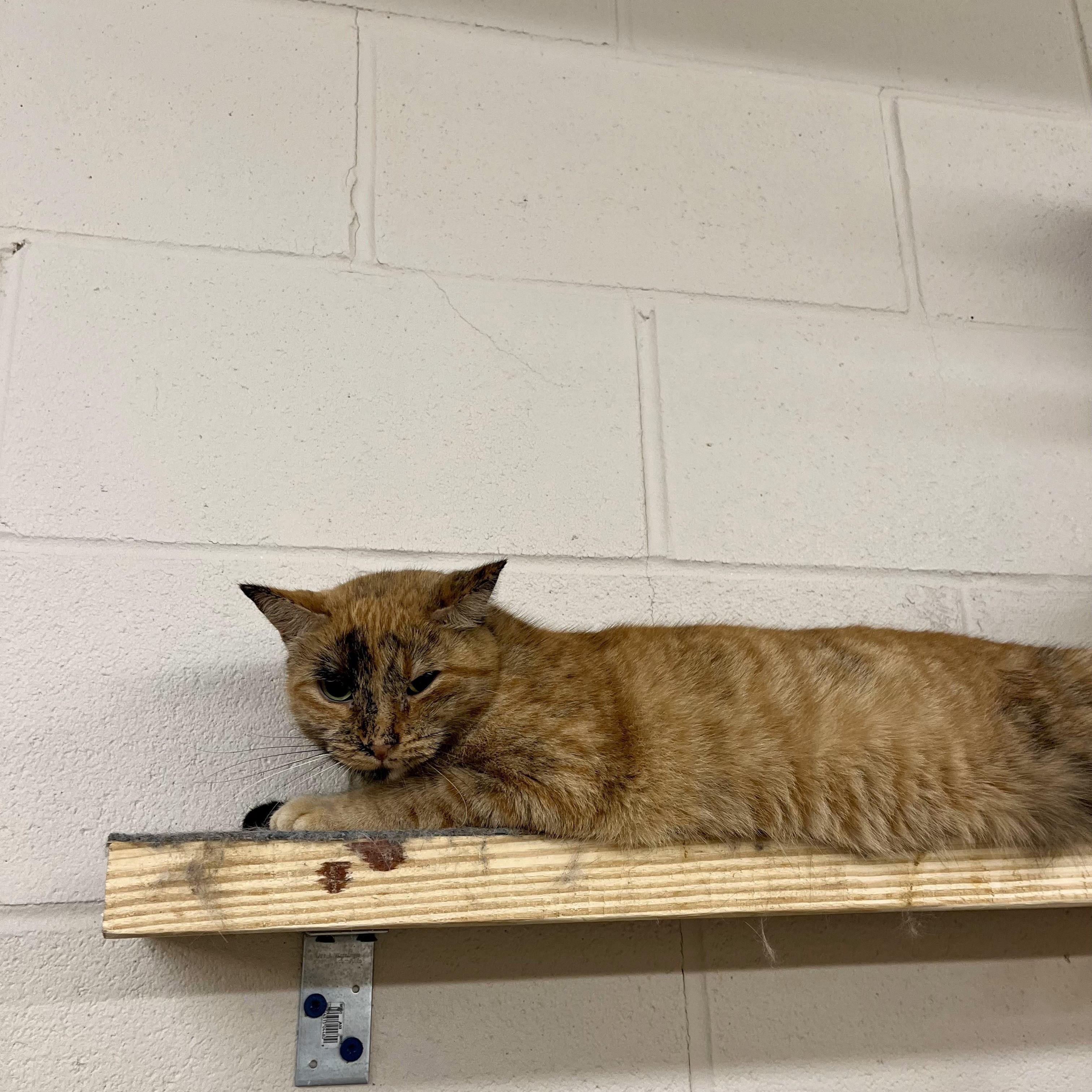 Cleopatra — thumbnail 4