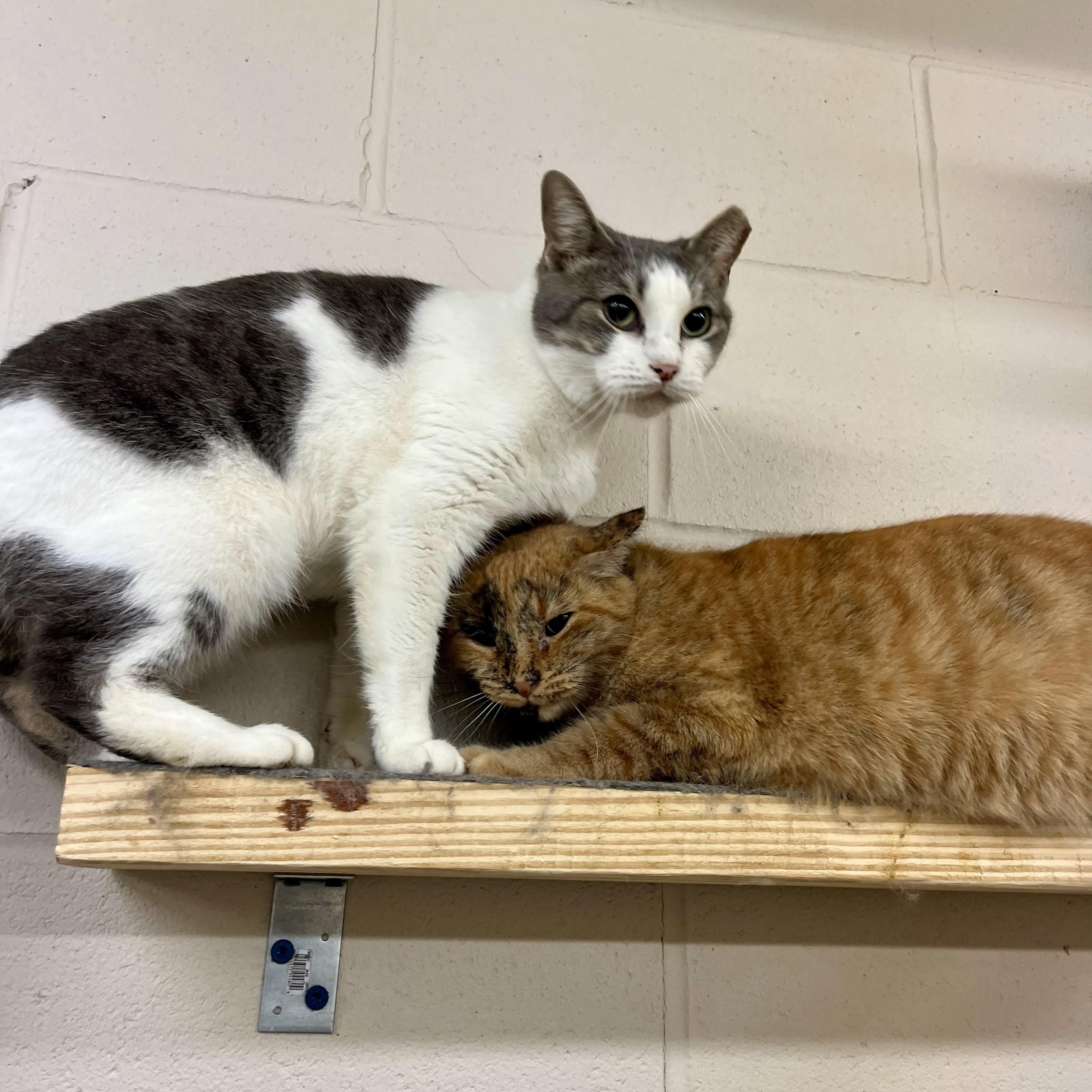 Cleopatra thumbnail 3