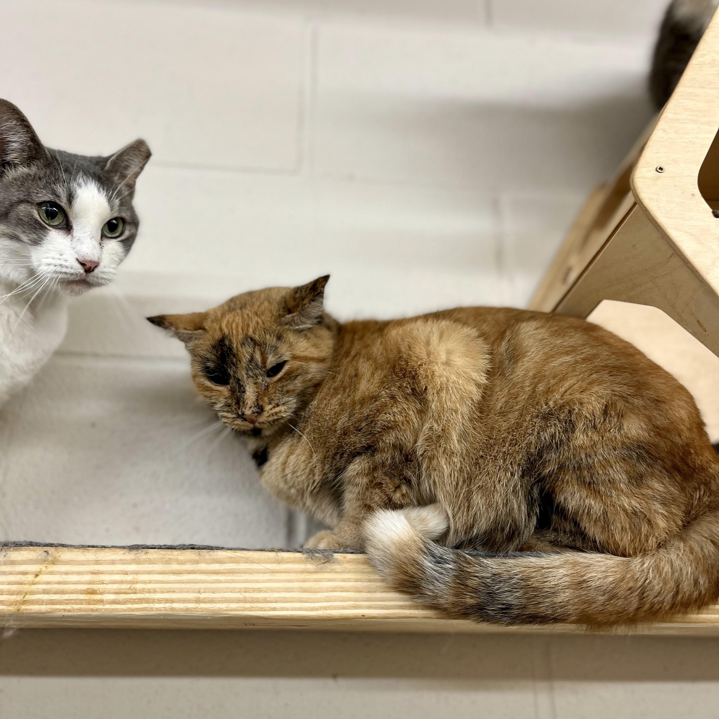 Cleopatra — thumbnail 6