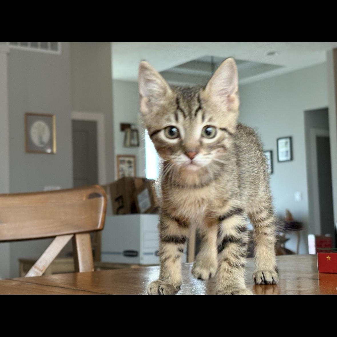 Hermey, Adoptable, Kitten Male Domestic Short Hair & Tabby.