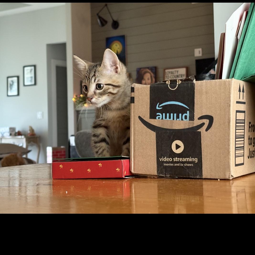 Enlarge Hermey, a Adoptable mixed breed in Omaha, NE image 2/3