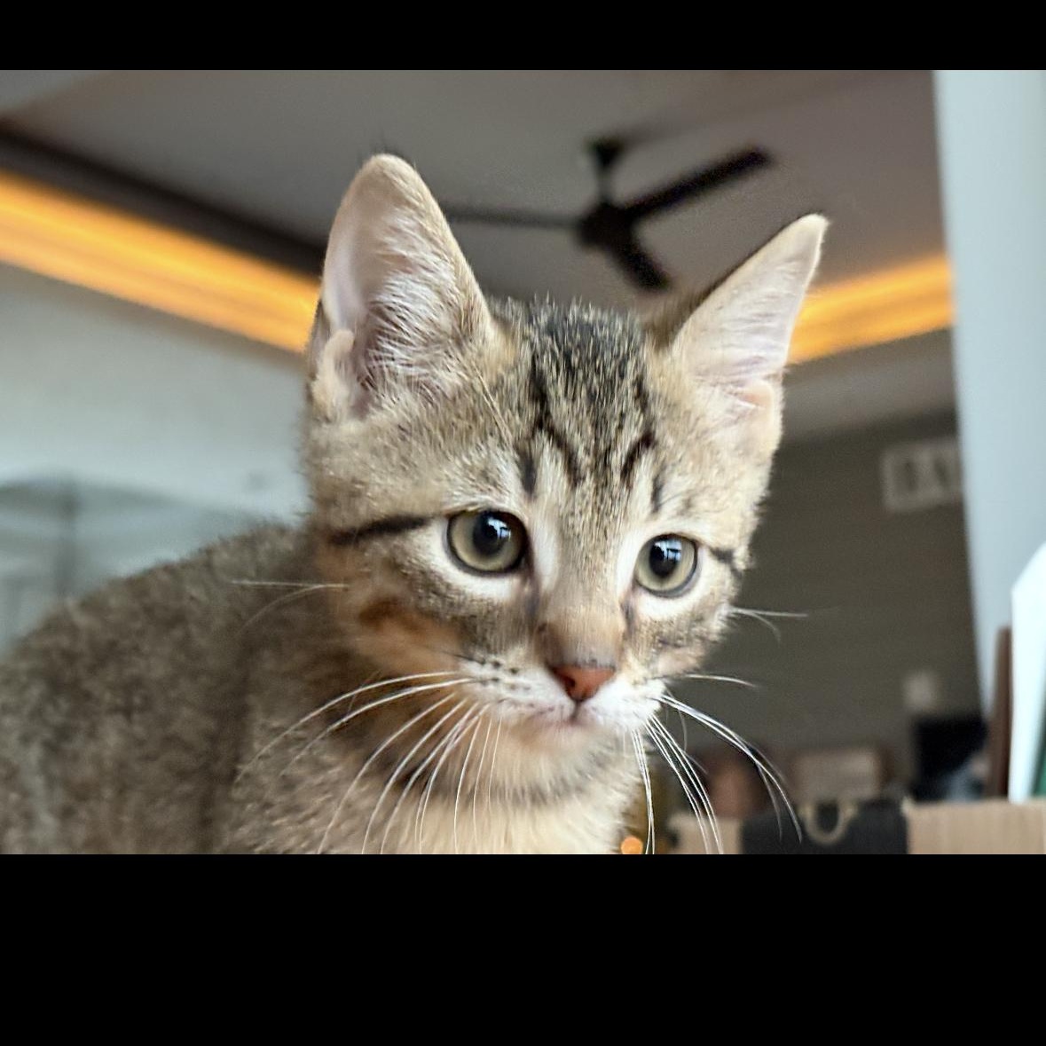 Enlarge Hermey, a Adoptable mixed breed in Omaha, NE image 3/3