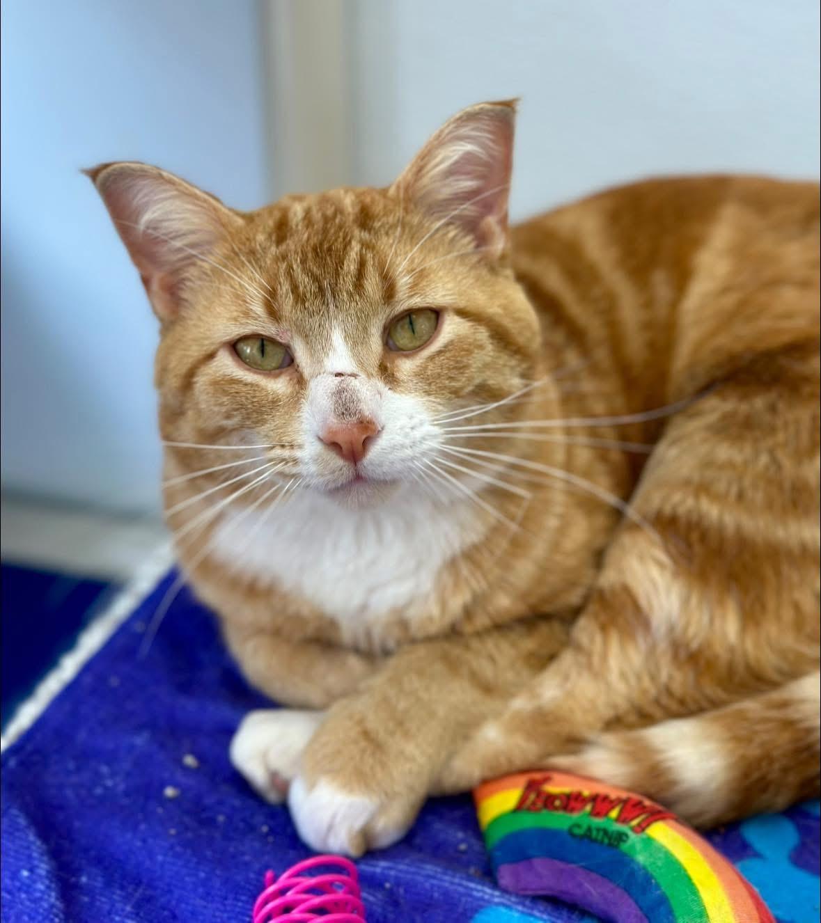 Enlarge Tigger, an adopted Domestic Short Hair in Faribault, MN image 1/2