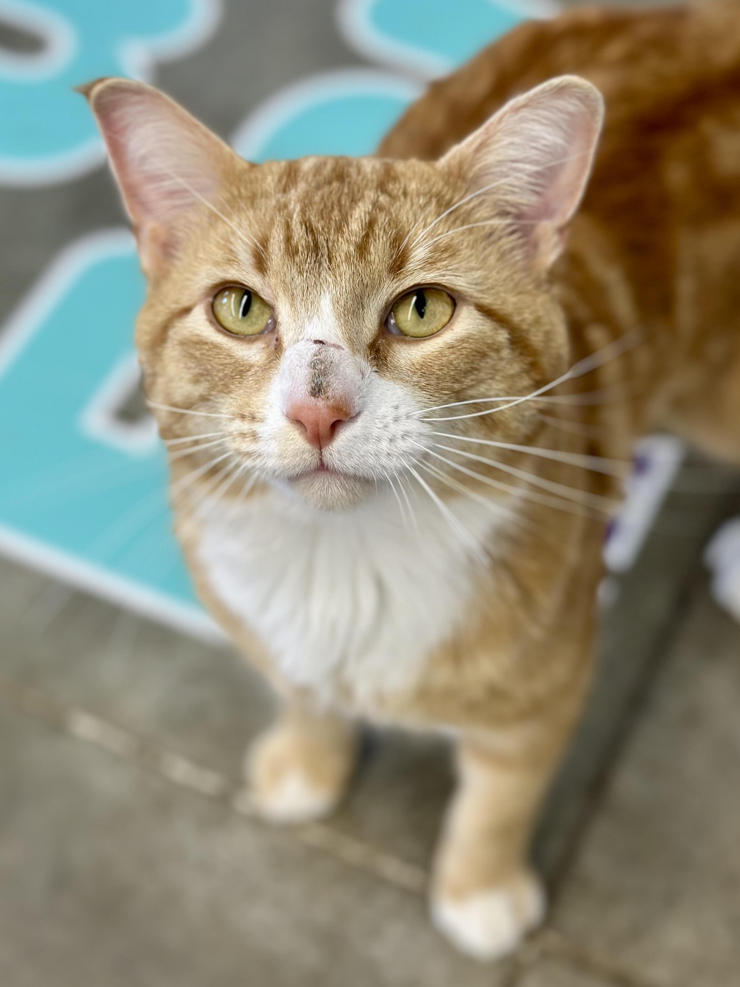 Enlarge Tigger, an adopted Domestic Short Hair in Faribault, MN image 2/2