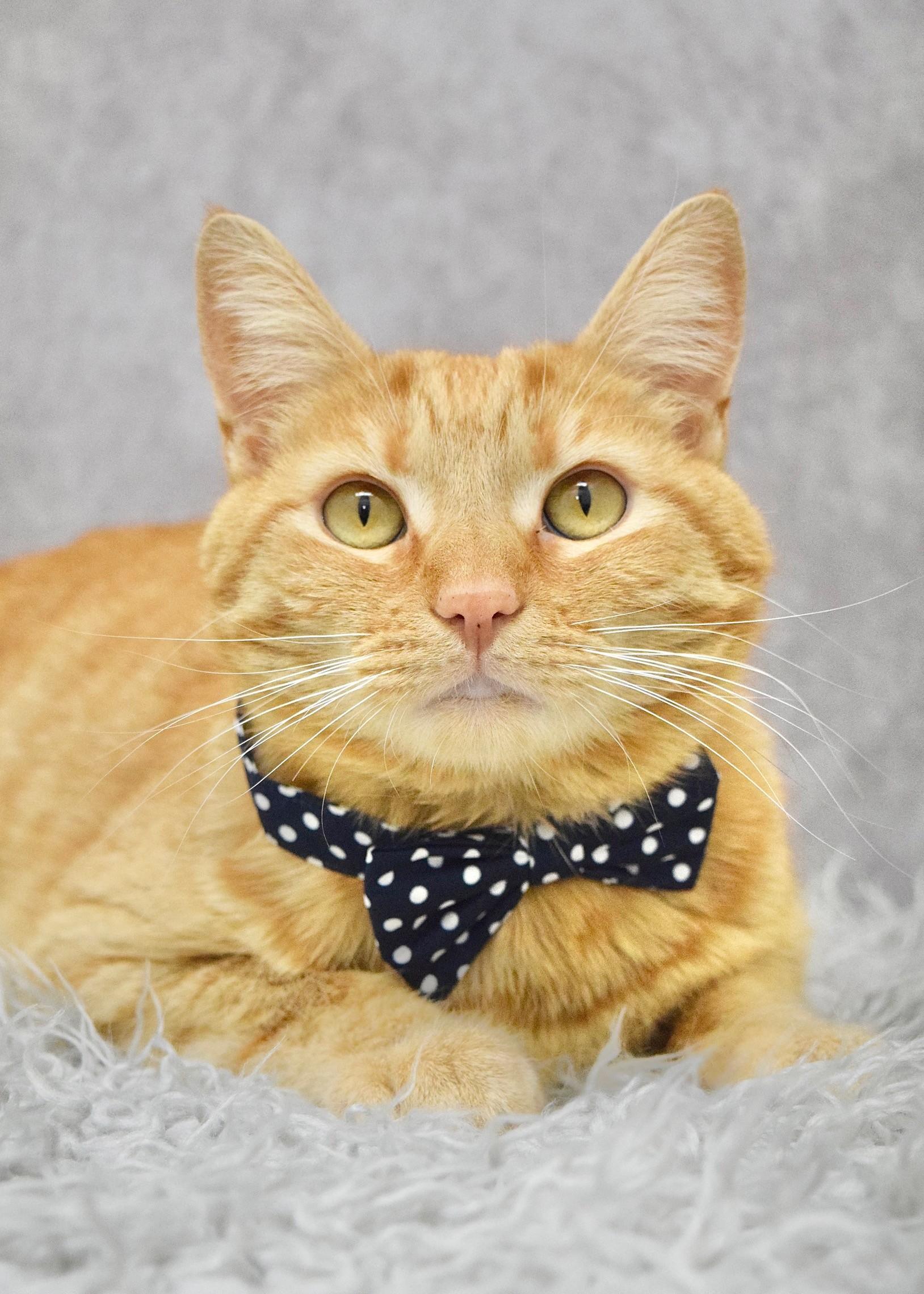 Percy, adopted, Adult Male Domestic Short Hair.