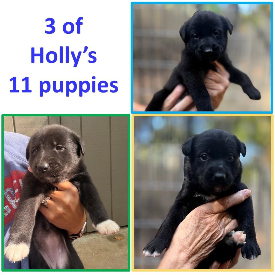 Holly's - 7 Female puppies, ADOPTABLE, Young Female Labrador Retriever.
