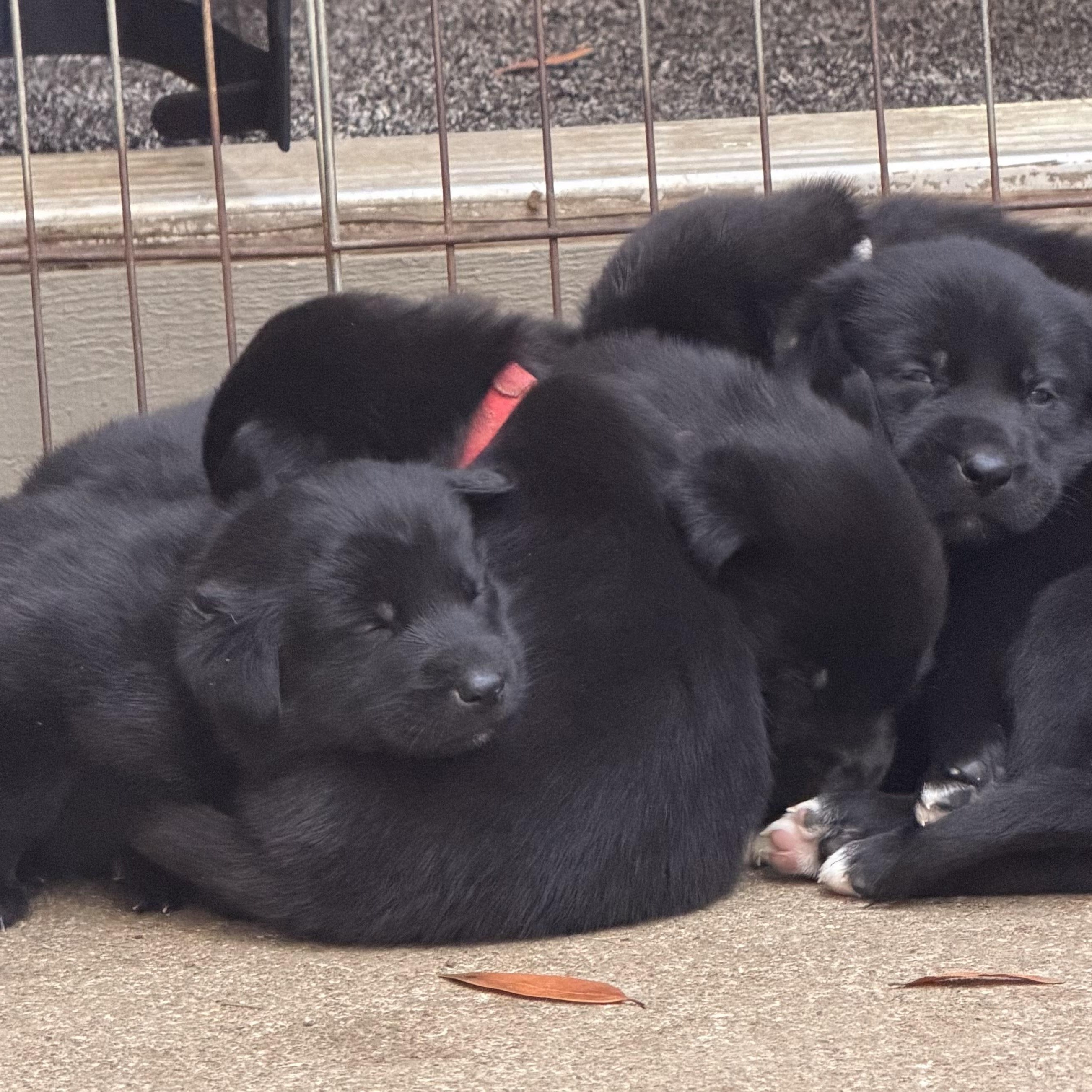 Holly's - 7 Female puppies, a ADOPTABLE mixed breed in San Francisco, CA image 5/5