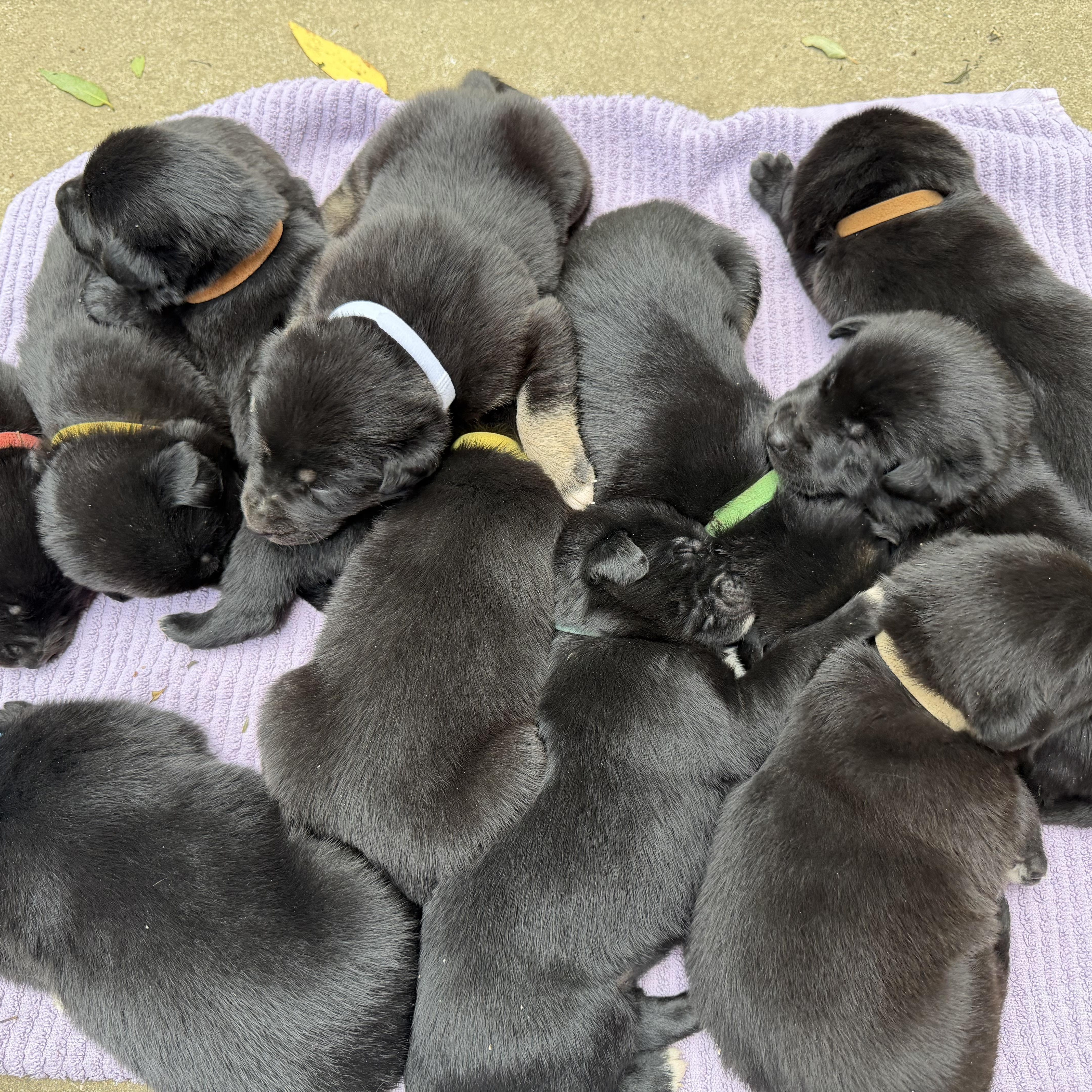 Holly's - 7 Female puppies, a ADOPTABLE mixed breed in San Francisco, CA image 4/5