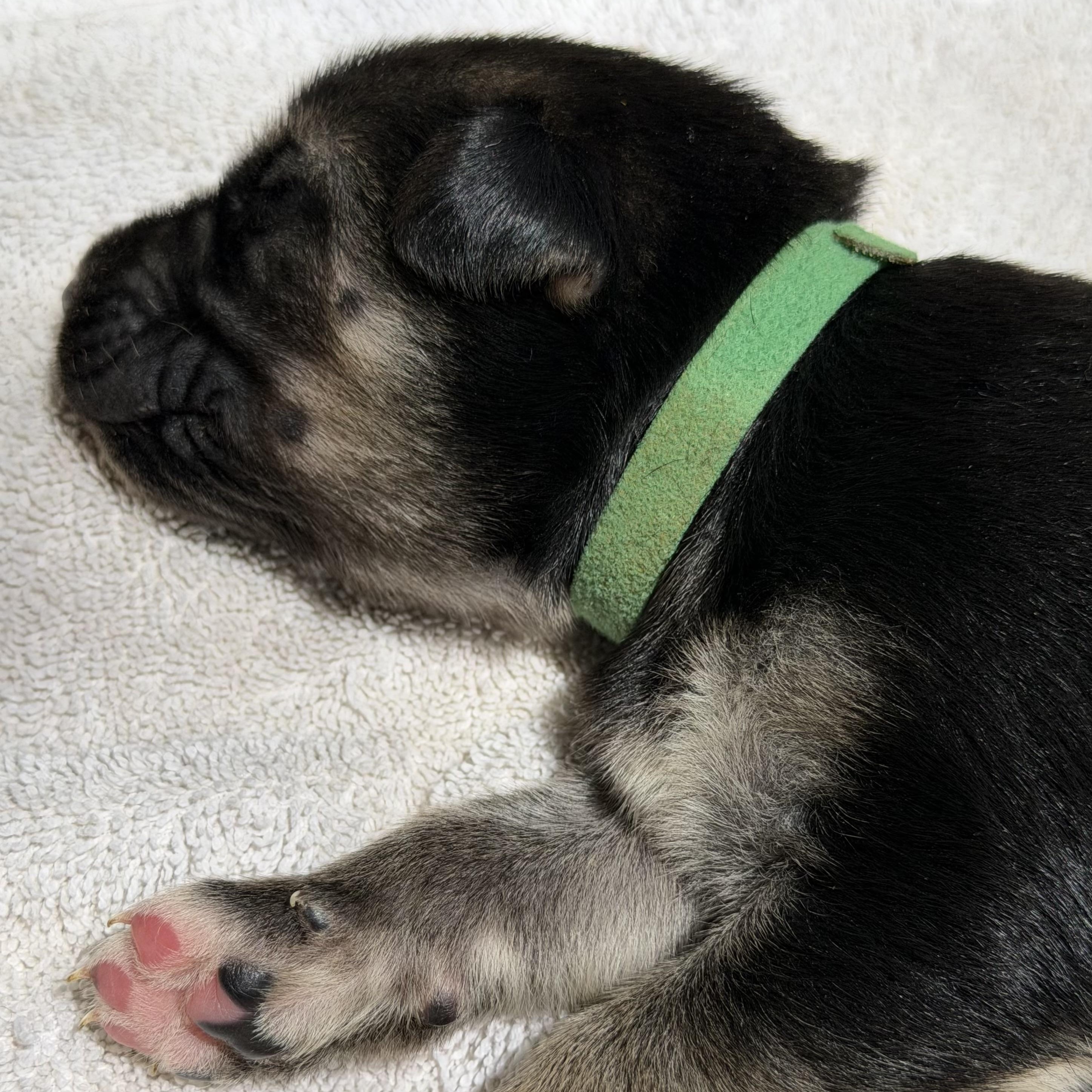 Holly's - 7 Female puppies, a ADOPTABLE mixed breed in San Francisco, CA image 3/5