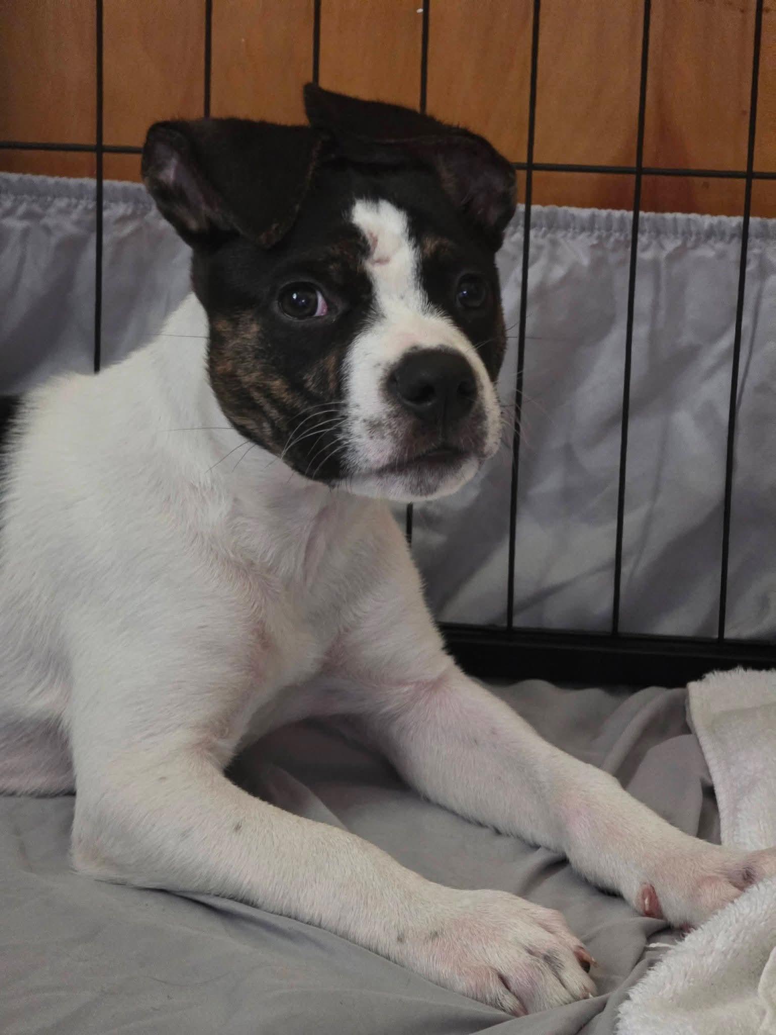 Enlarge Fozzie - In Foster, a Adoptable mixed breed in Kalamazoo, MI image 2/2