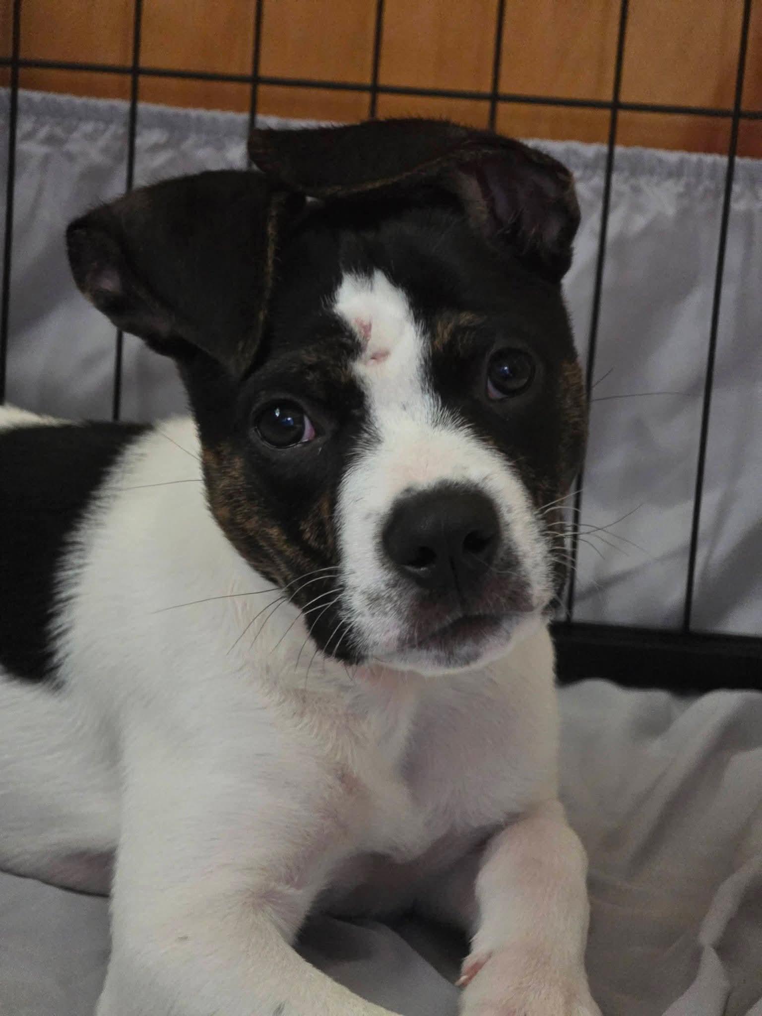 Enlarge Fozzie - In Foster, a Adoptable mixed breed in Kalamazoo, MI image 1/2