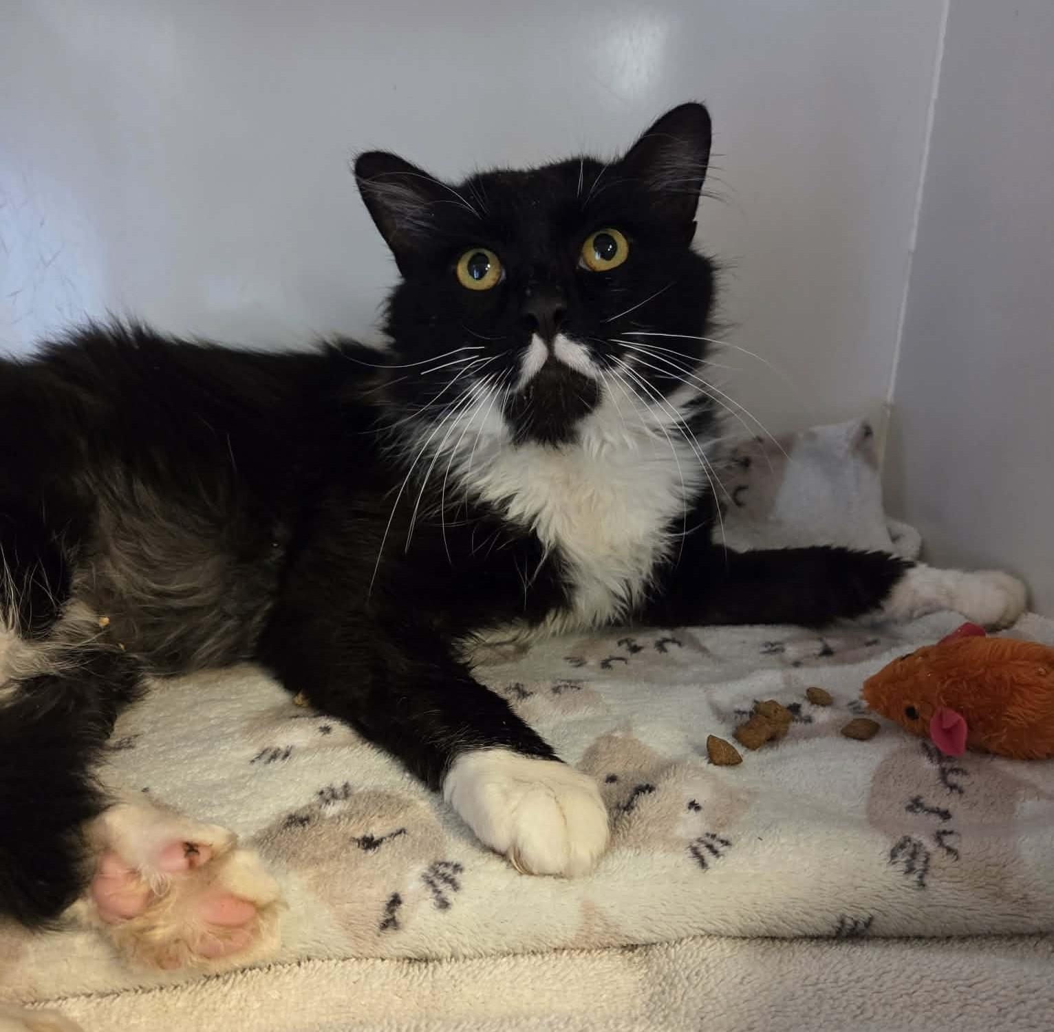 Enlarge Moustachio  , a ADOPTABLE mixed breed in Ocean City, NJ image 2/2