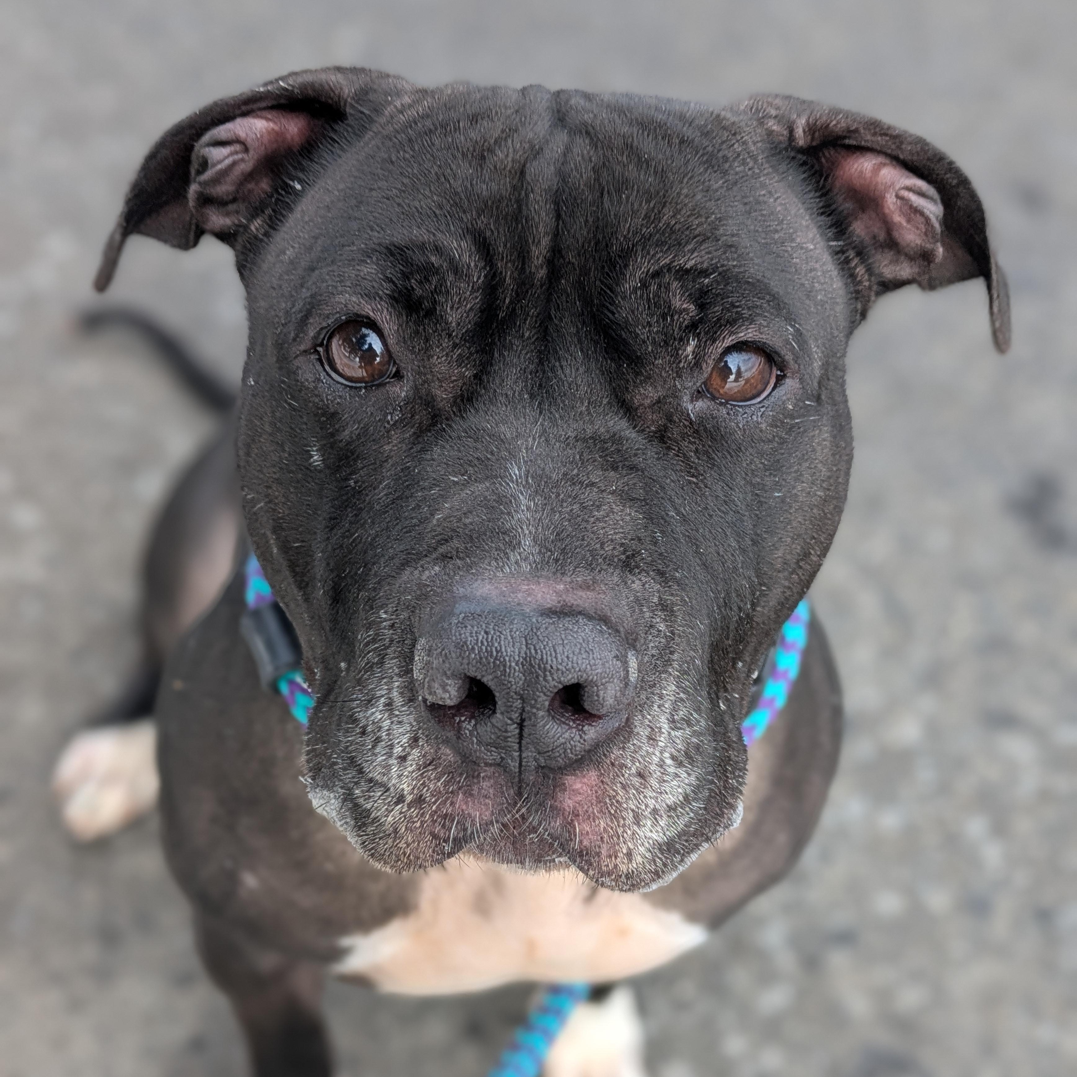 Enlarge Benny, a Adoptable mixed breed in Syracuse, NY image 3/4