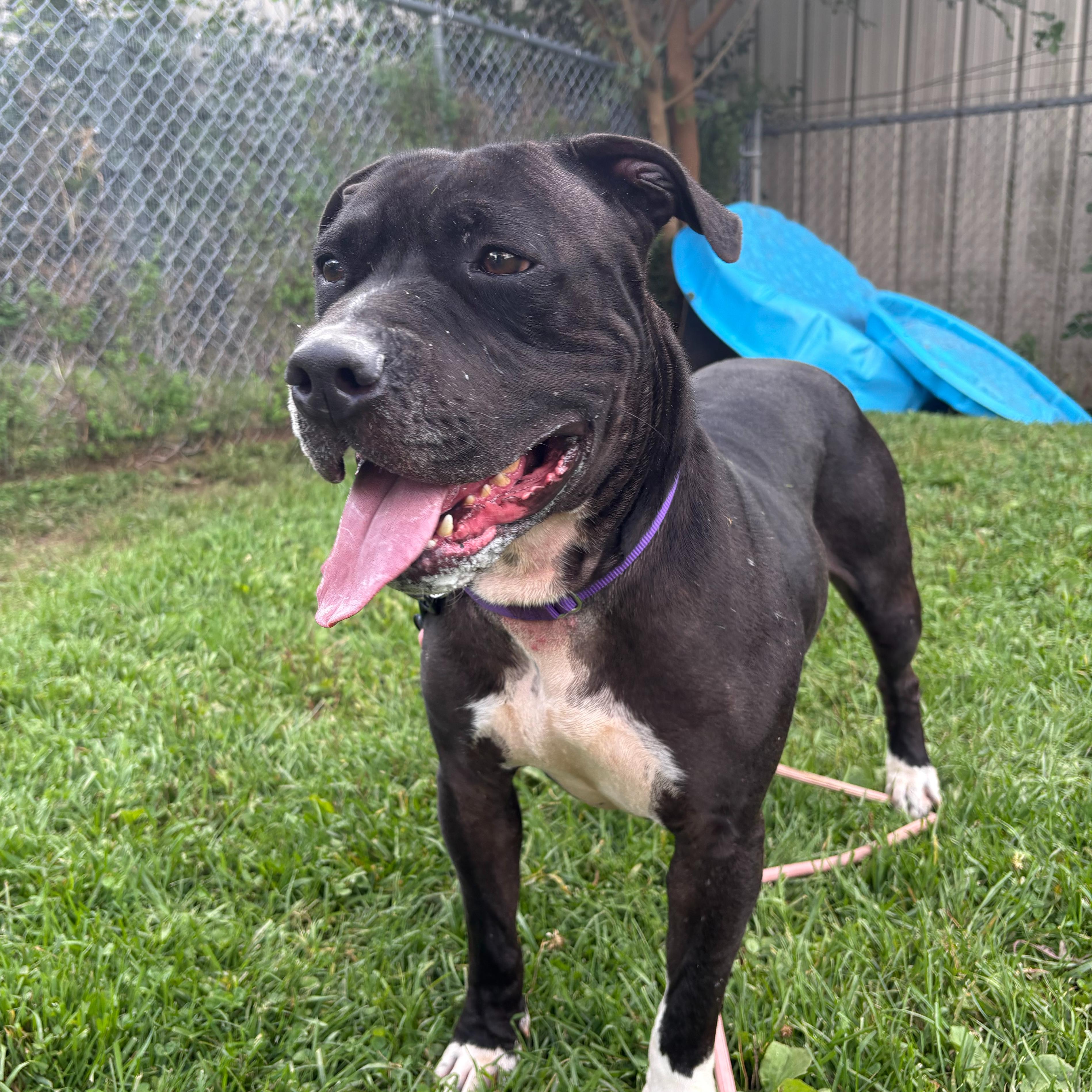 Benny, Adoptable, Adult Male American Bully.