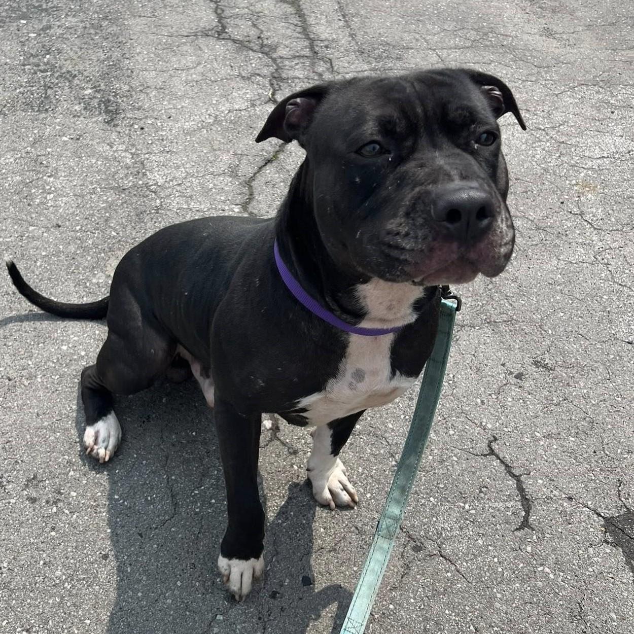 Enlarge Benny, a Adoptable mixed breed in Syracuse, NY image 1/1