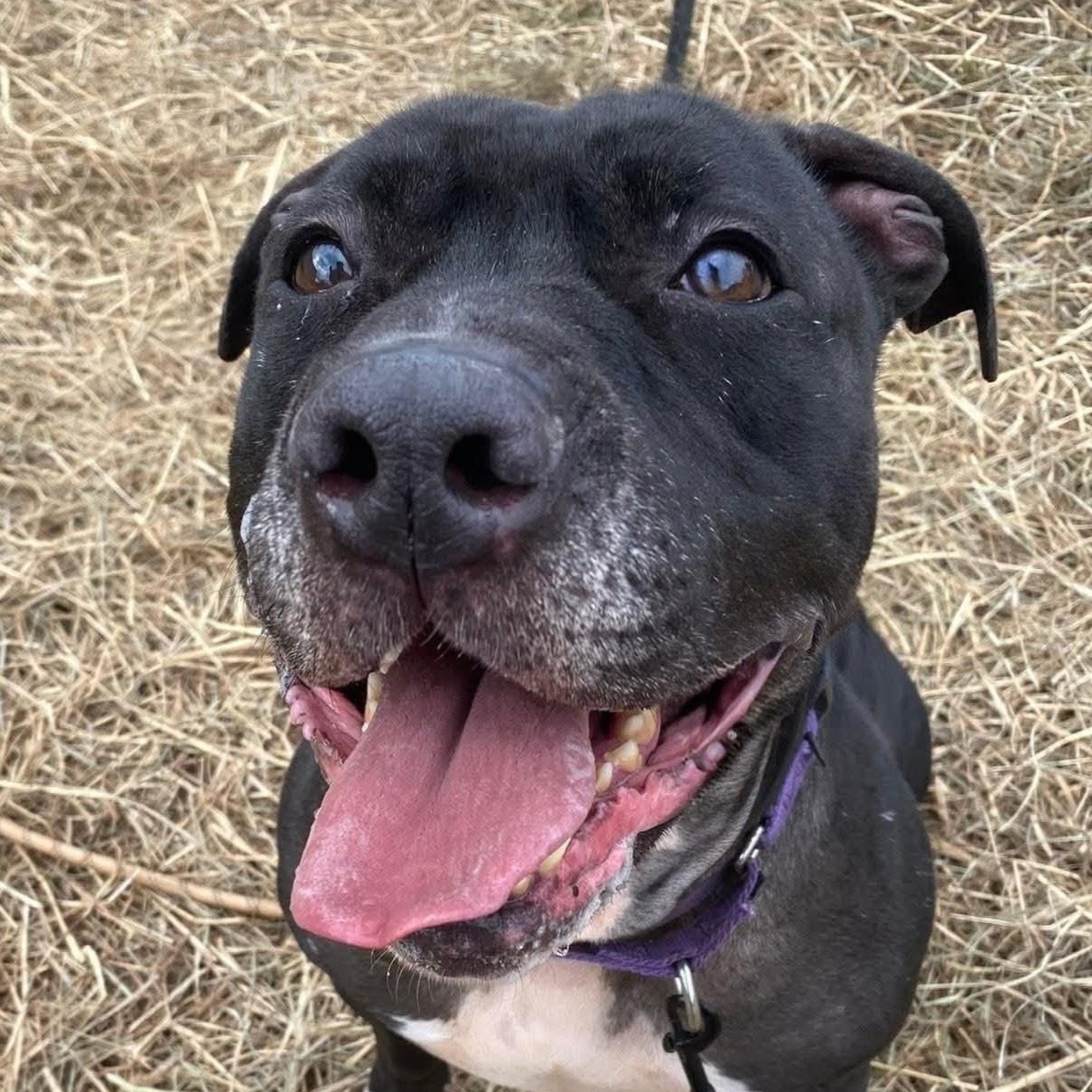 Benny, Adoptable, Adult Male American Bully.