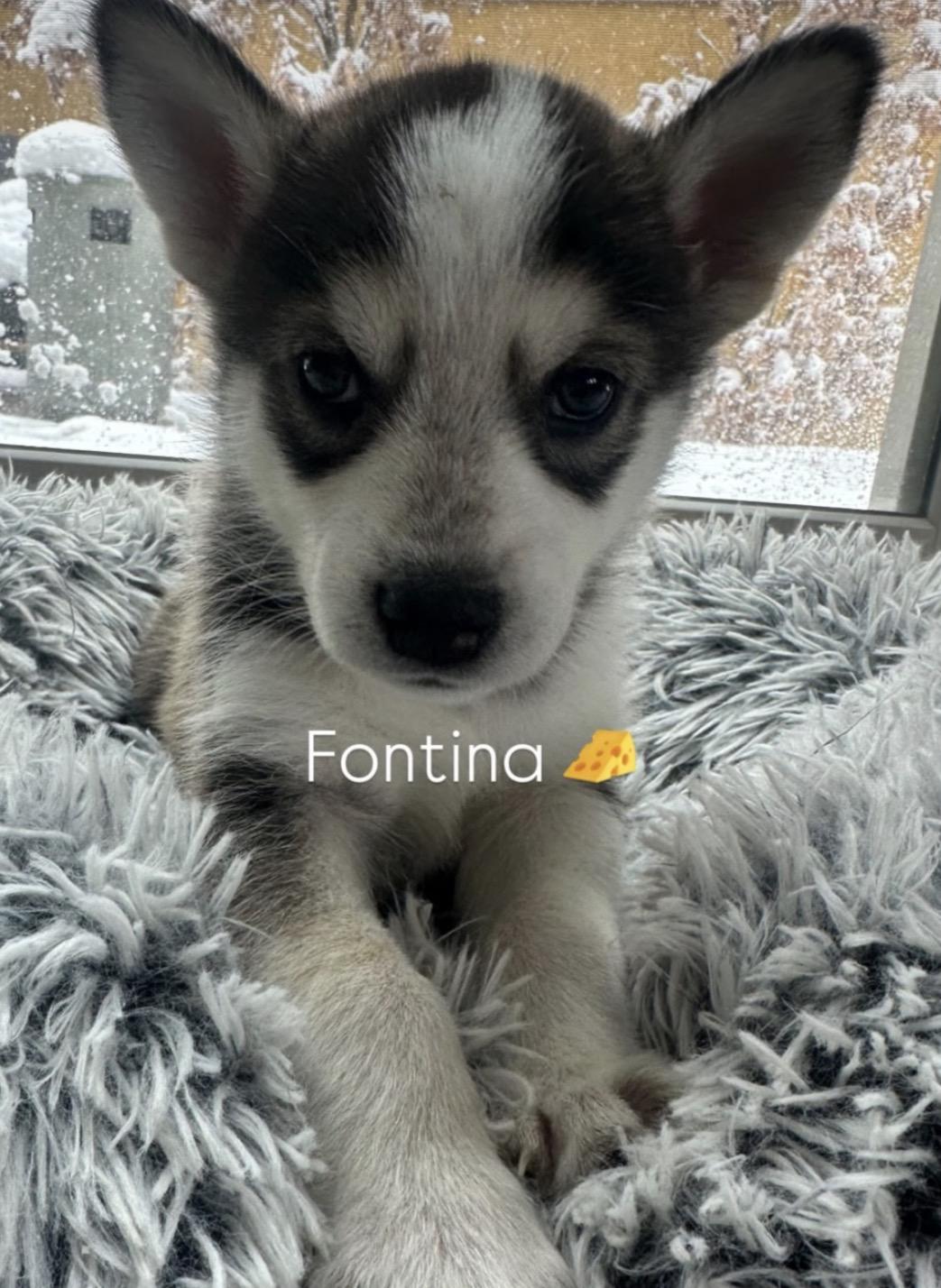 Fontina, adopted, Puppy Female Shepherd & Husky.
