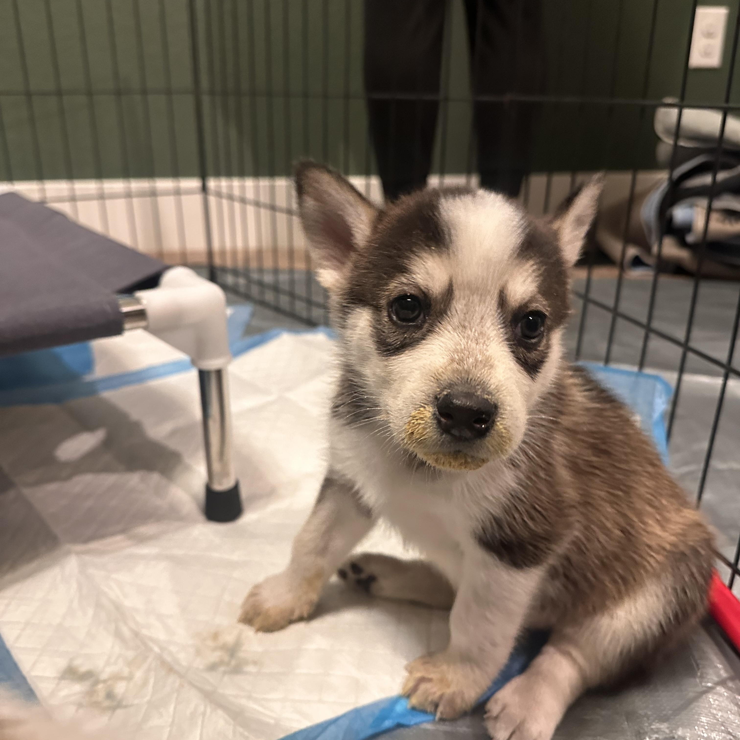 Enlarge Fontina, an adopted mixed breed in Commerce City, CO image 4/4