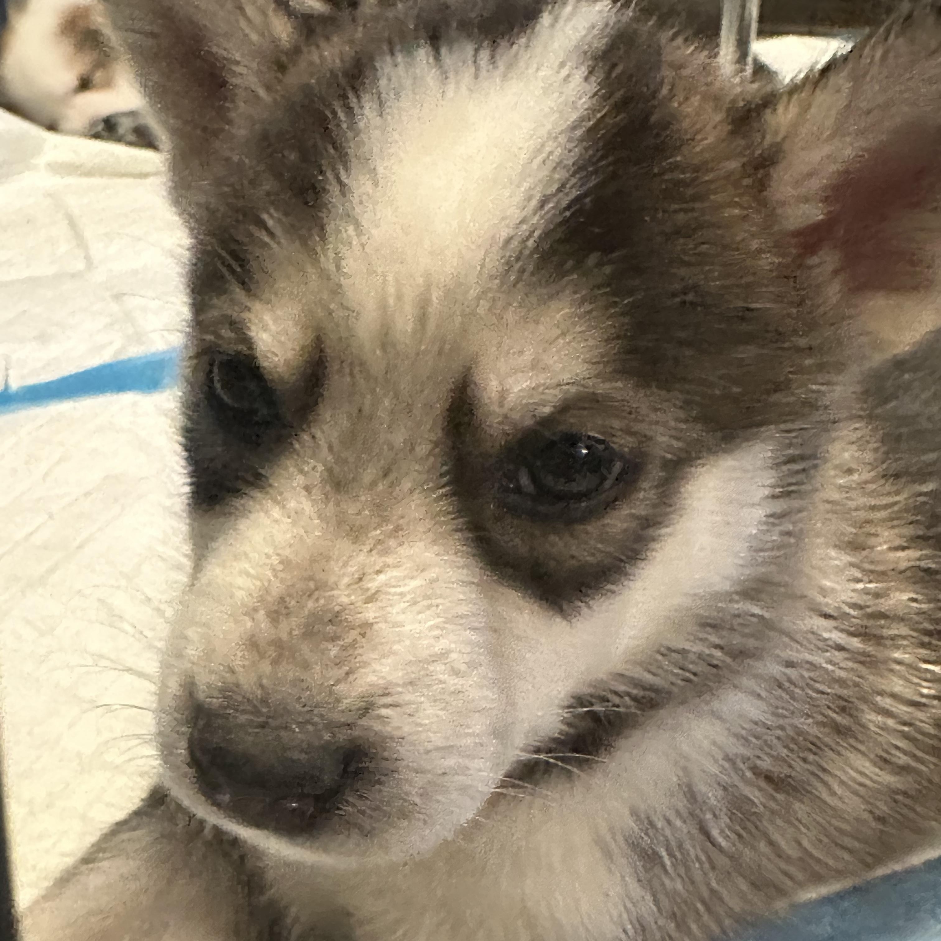 Enlarge Fontina, an adopted mixed breed in Commerce City, CO image 2/4